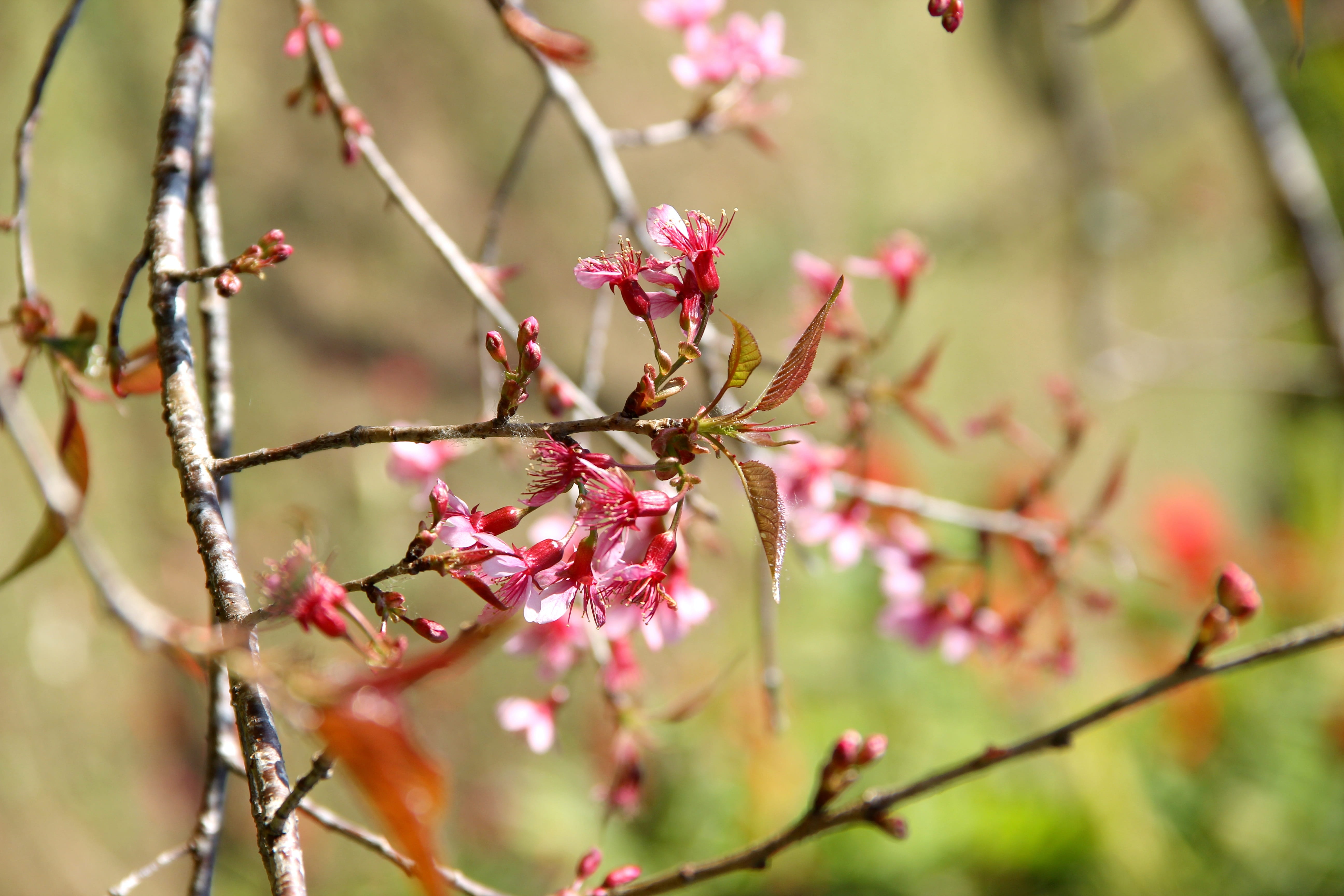 thailand, pink color, no people, nature, flower queen tiger, the north, tree, outdoors, chiang mai thailand, leash, muangthai cherry, day, romance, freshness, HD Wallpaper