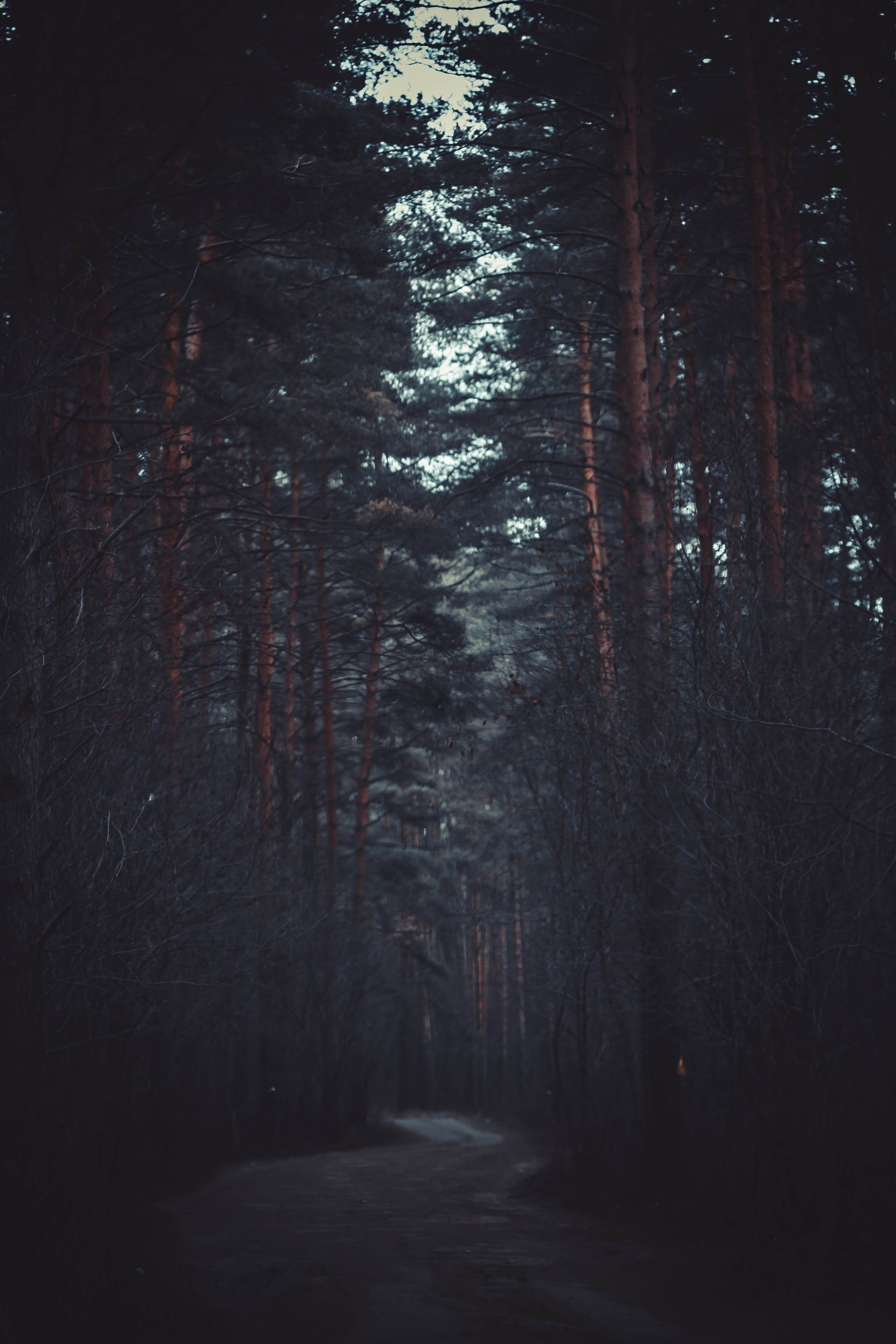 footpath, beauty in nature, woodland, plant, no people, brown, trees, scenics - nature, growth, the way forward, non-urban scene, direction, tree trunk, Phone HD Wallpaper