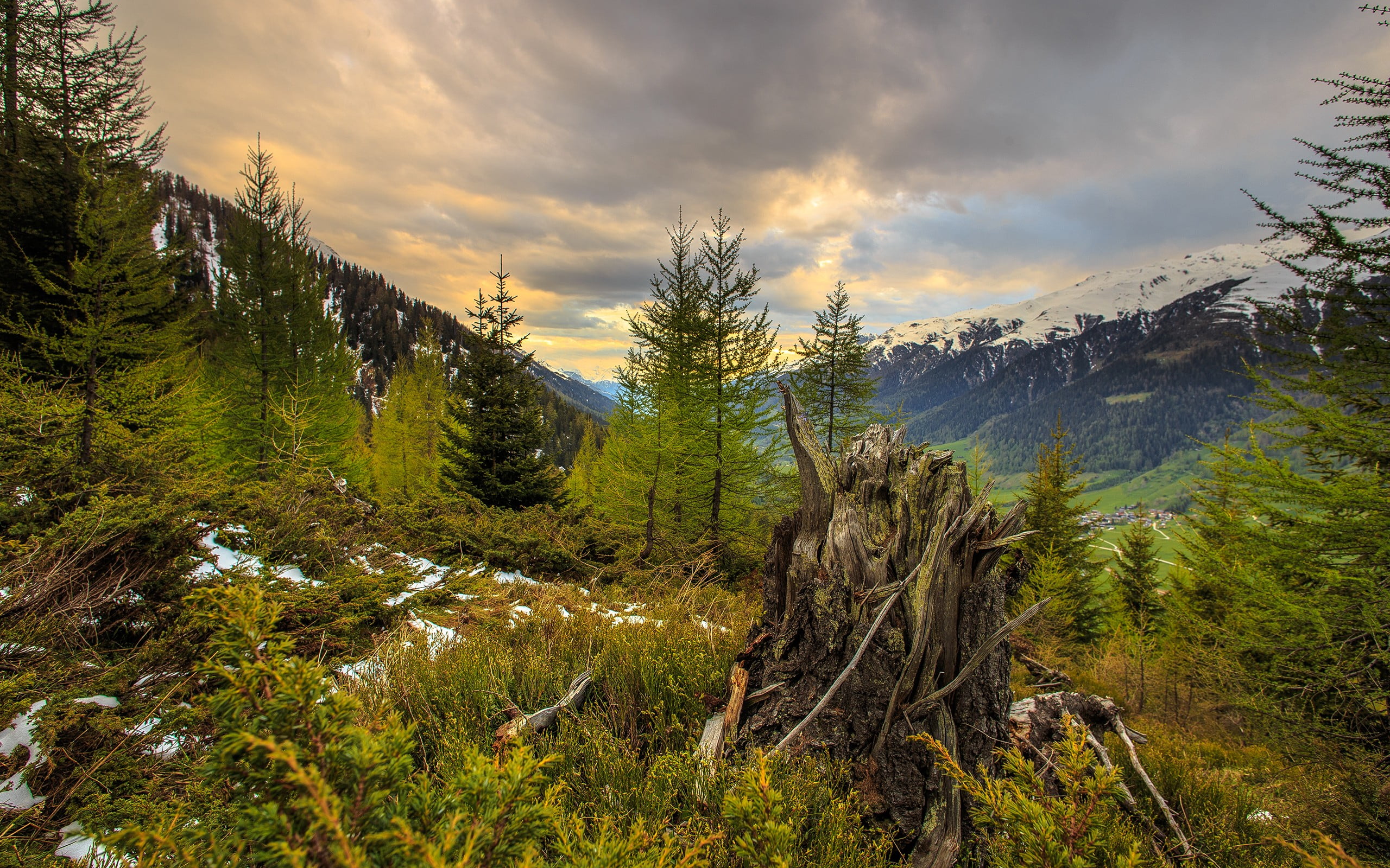 forest, environment, tranquility, trunk, beauty in nature, scenics - nature, sky, pine tree, day, 2K, idyllic, coniferous tree, plant, nature, tree, non-urban scene, HD Wallpaper