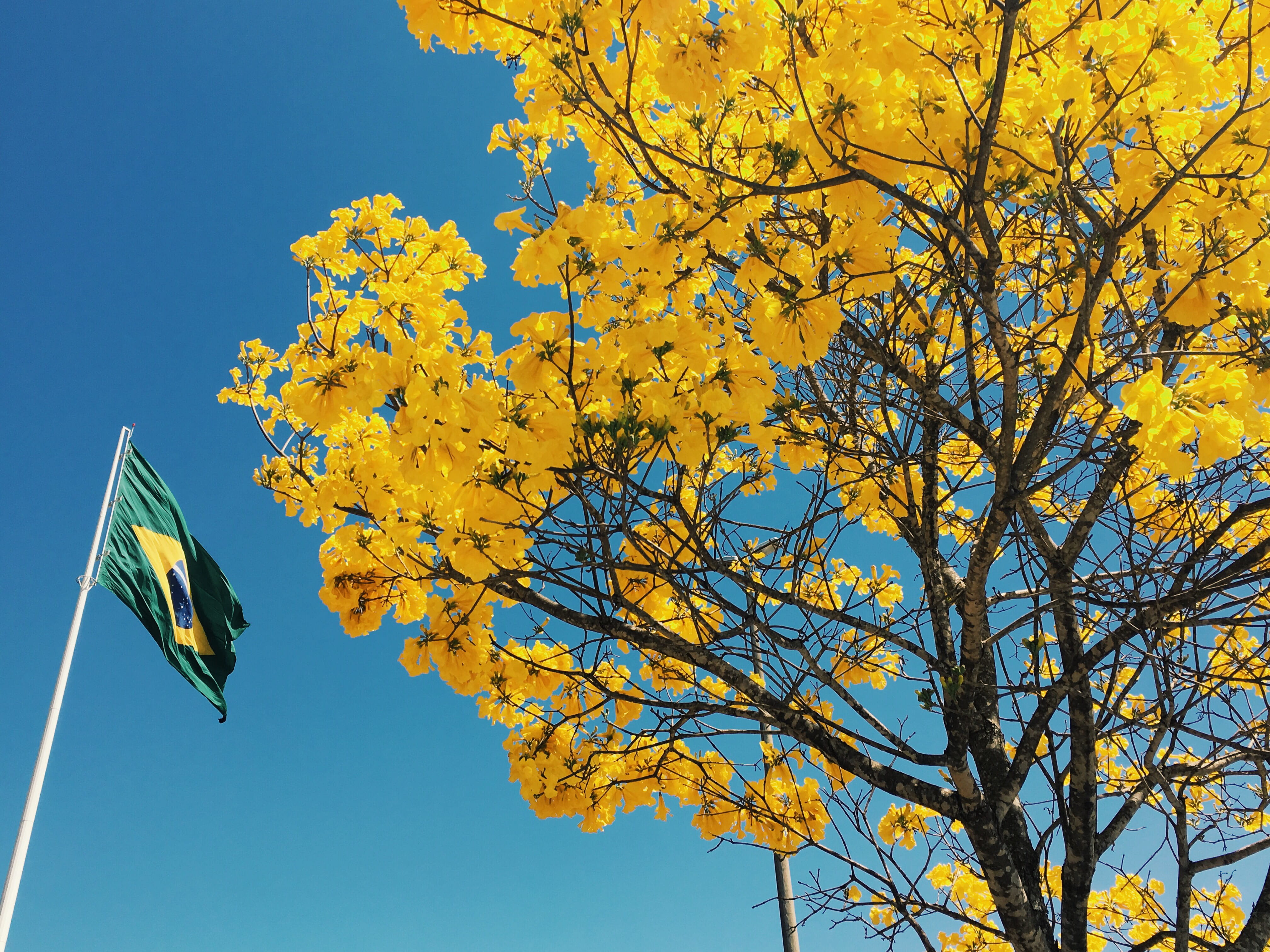 brasil, flag, growth, tree, brazil, plant part, sunlight, branch, autumn, cloudless, low angle view, plant, sky, outdoors, change, beauty in nature, day, HD Wallpaper