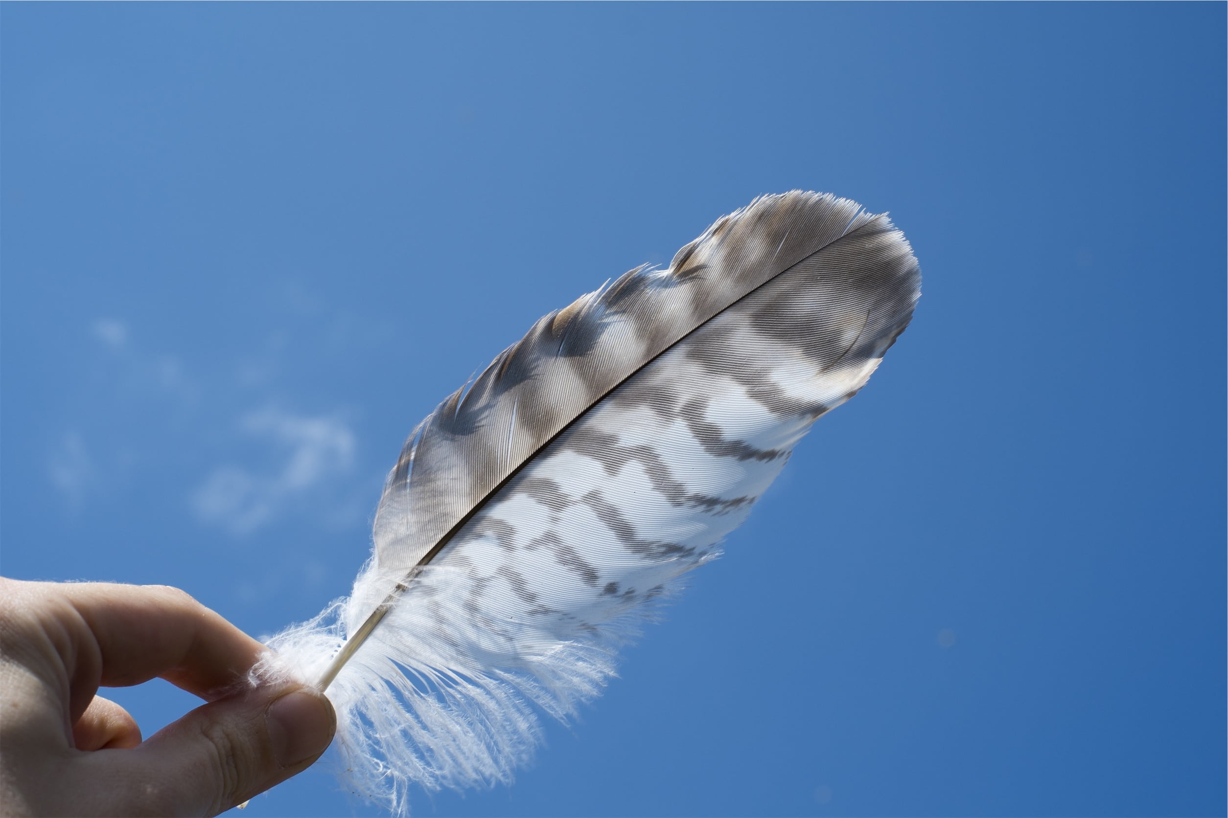 person, low angle view, 1080P, feather, cloudless, one animal, body part, blue, finger, clear sky, sea life, gray, human finger, white, flying, personal perspective, HD Wallpaper