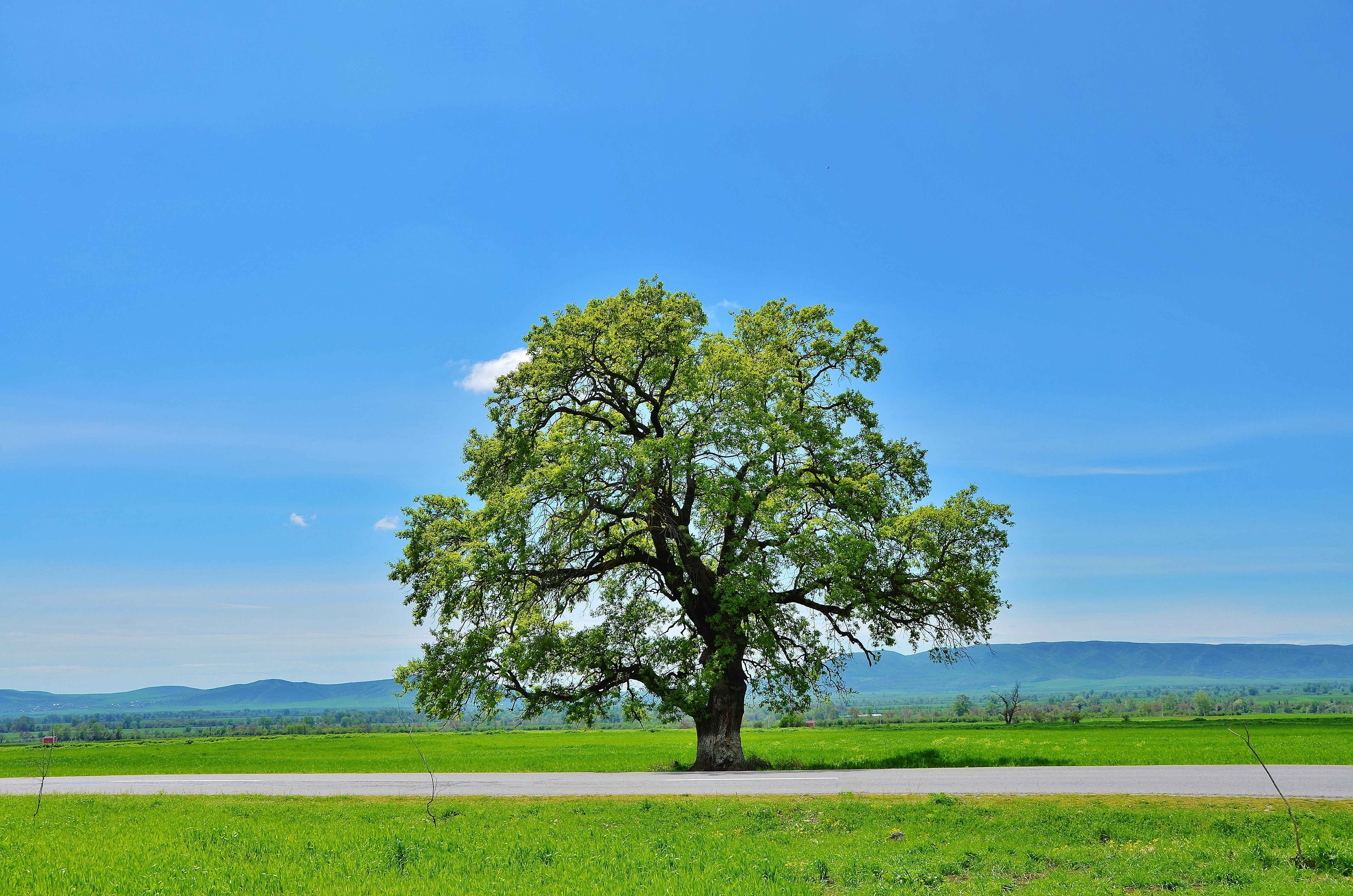 sunny, nature, country, landscape, outdoors, horizon, summer, field, tranquility, natur, plant, hill, cloud - sky, day, tree, road, no people, 4K, land, HD Wallpaper