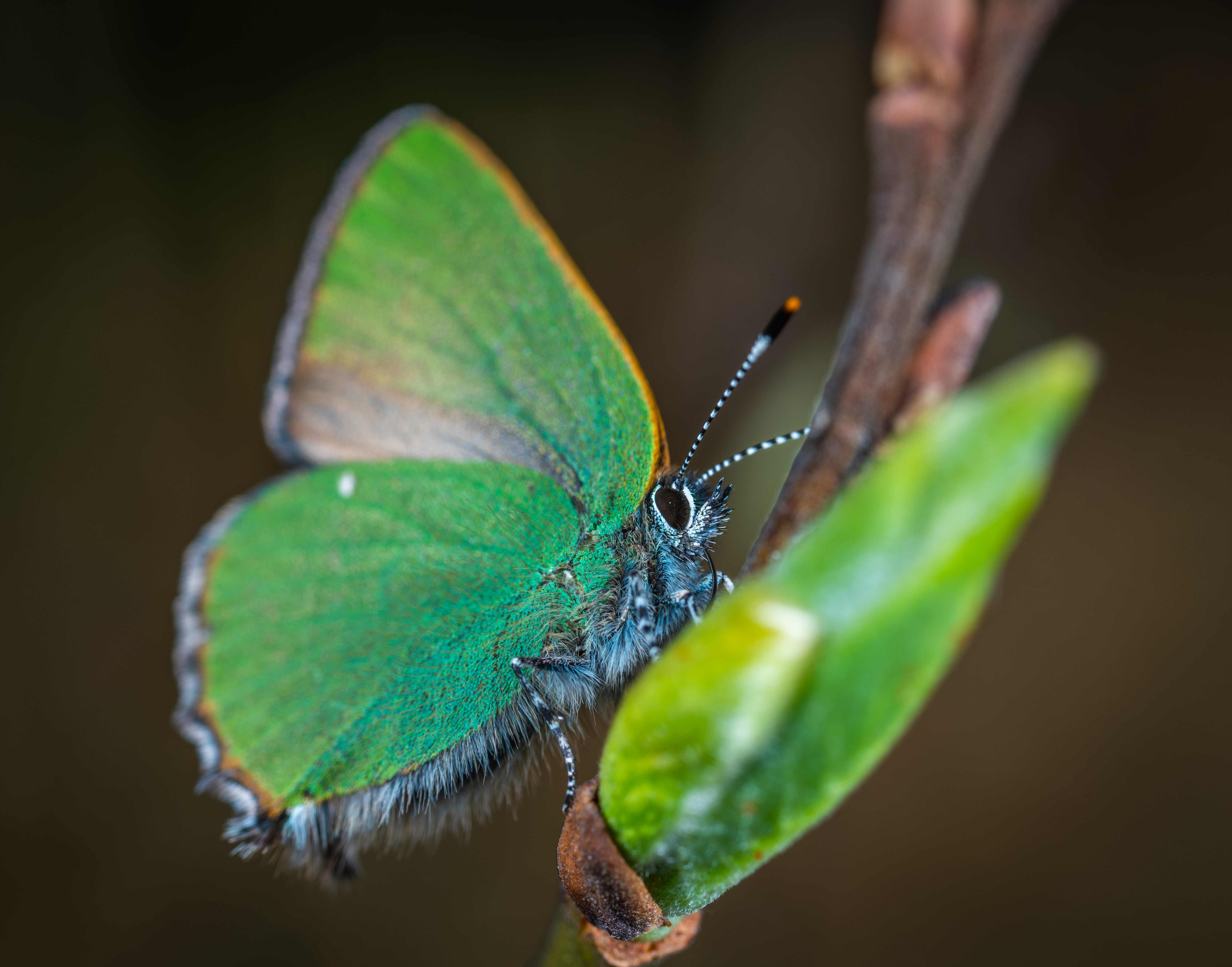 butterfly - insect, butterfly, sulphur, day, no people, outdoors, plant part, brown, cloudless, green color, nature, wing, animal wildlife, plant, 5K, HD Wallpaper