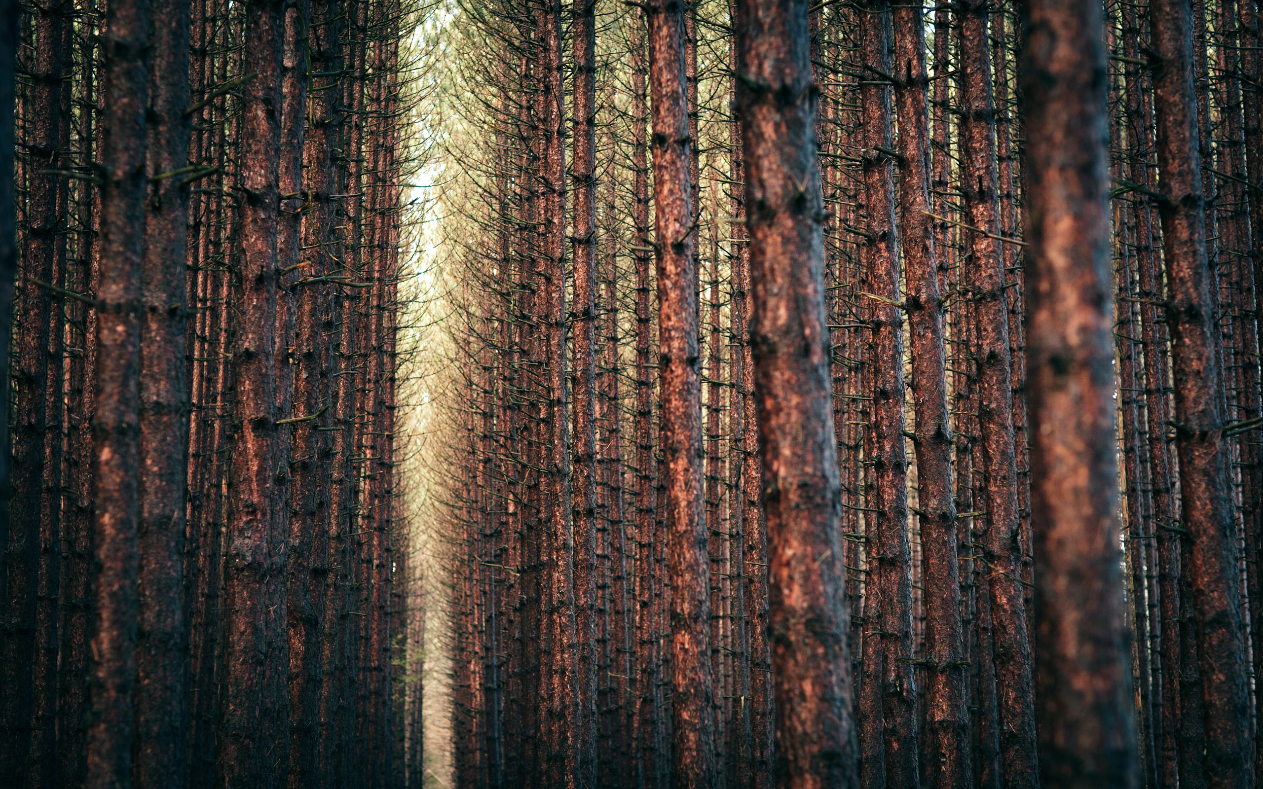 trees, forest, nature, 2K, trunks, hd, tree, HD Wallpaper