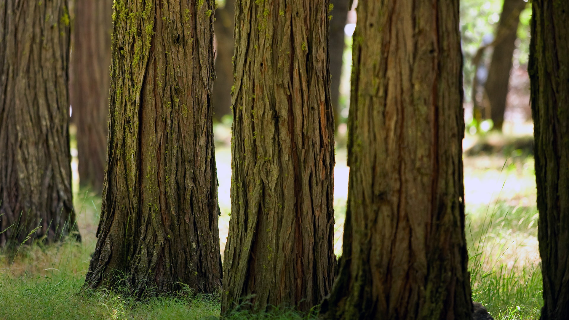 trunks, hd, 1080P, trunk, nature, tree, HD Wallpaper