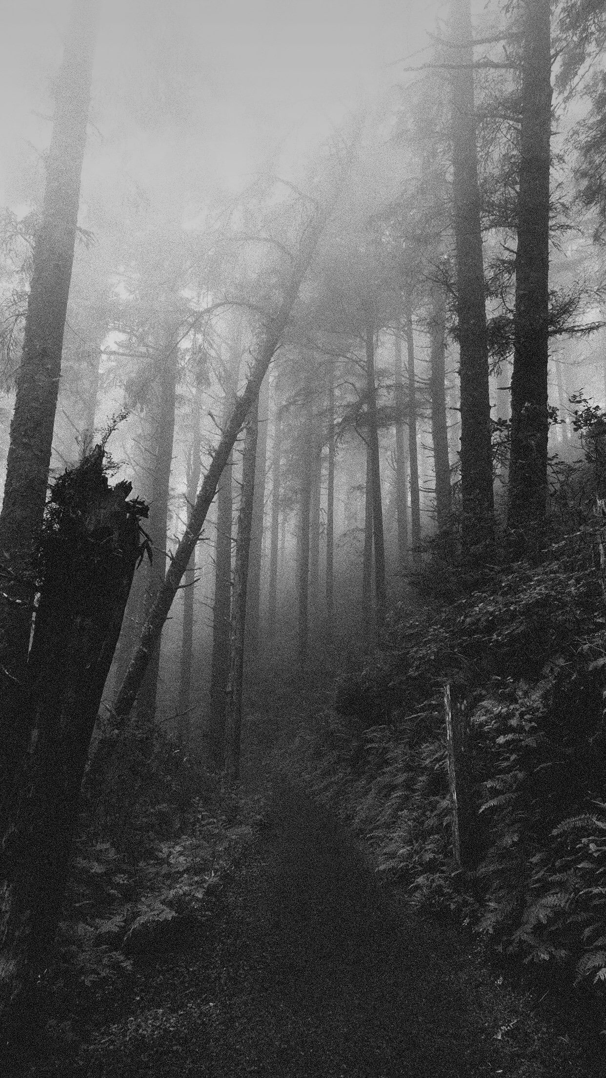 coniferous tree, tranquility, mist, no people, growth, direction, environment, fog, beauty in nature, pine woodland, scenics - nature, land, 1080P, tranquil scene, Phone HD Wallpaper