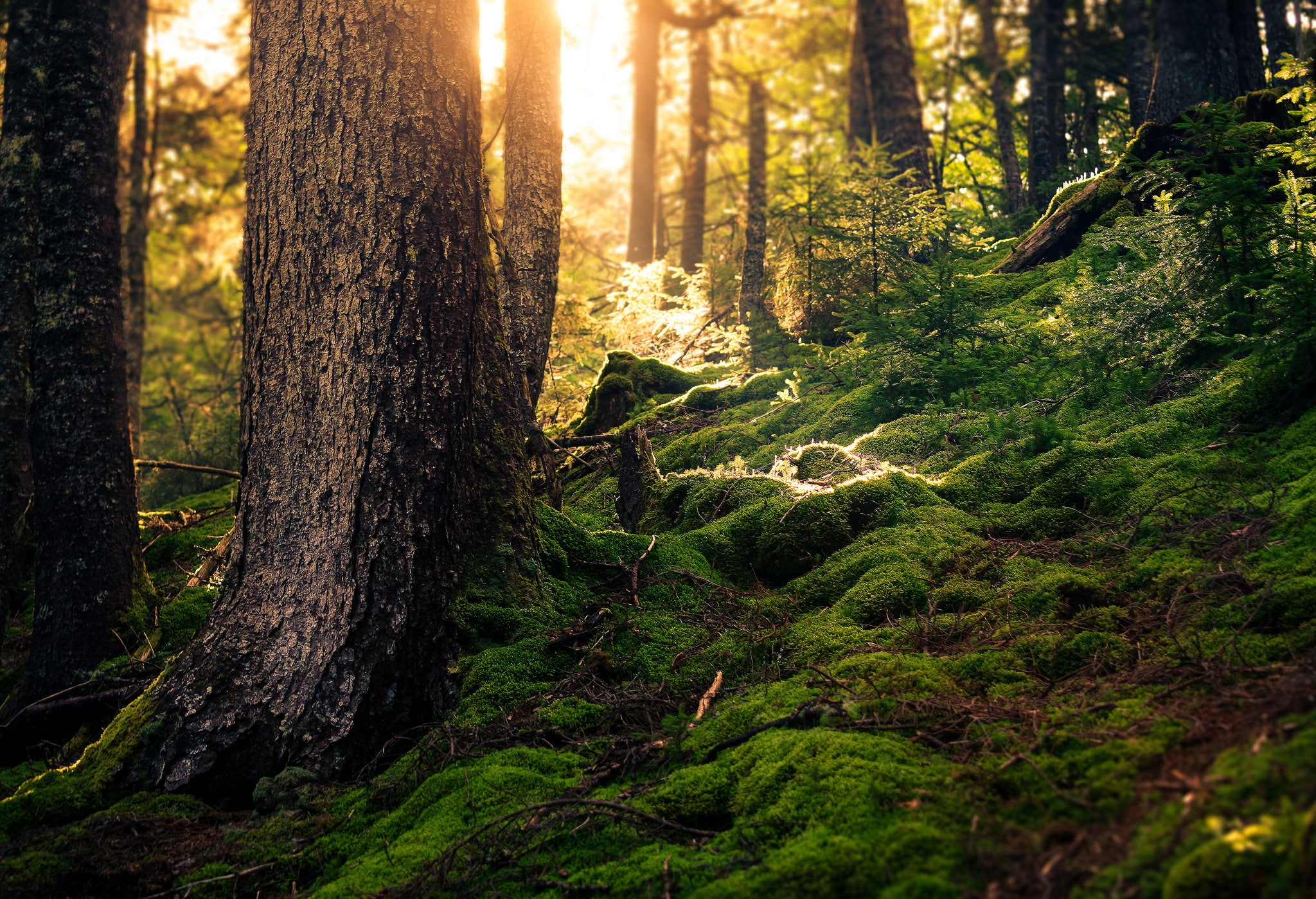trees, tree trunk, moss, 1080P, nature, forest, HD Wallpaper