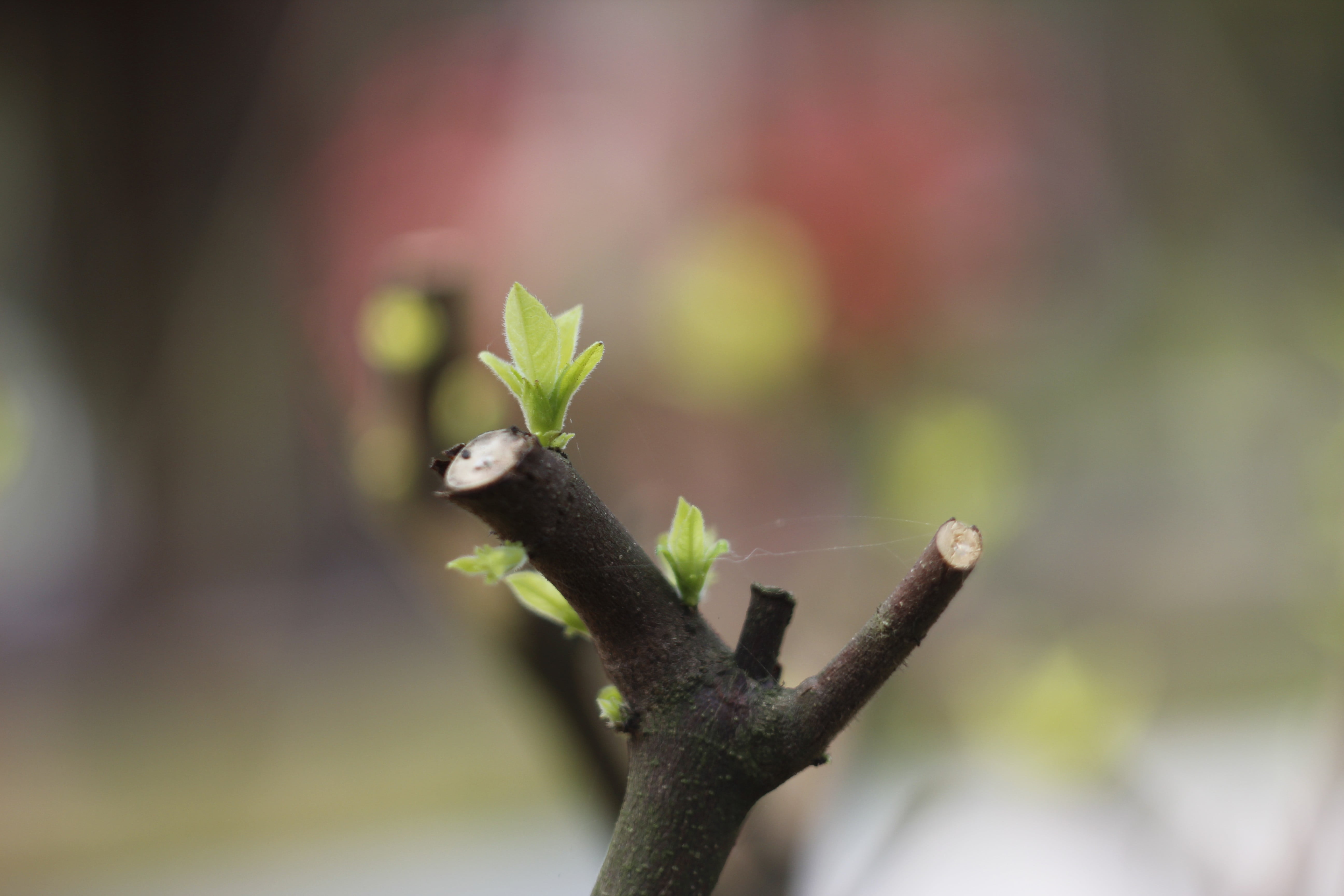 beauty in nature, no people, freshness, photo, selective focus, vulnerability, plant part, new life, 5K, tree, day, plant stem, focus on foreground, trees, HD Wallpaper