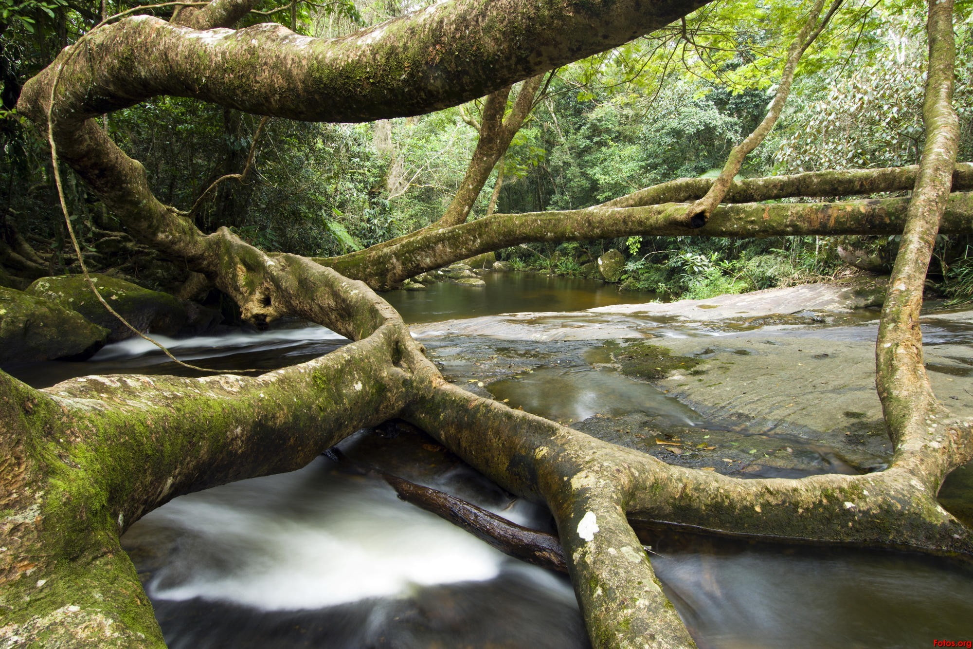 tranquil scene, tree trunk, outdoors, plant, no people, branch, wilderness, flowing, water, 1080P, growth, green color, flowing water, forest, tranquility, HD Wallpaper