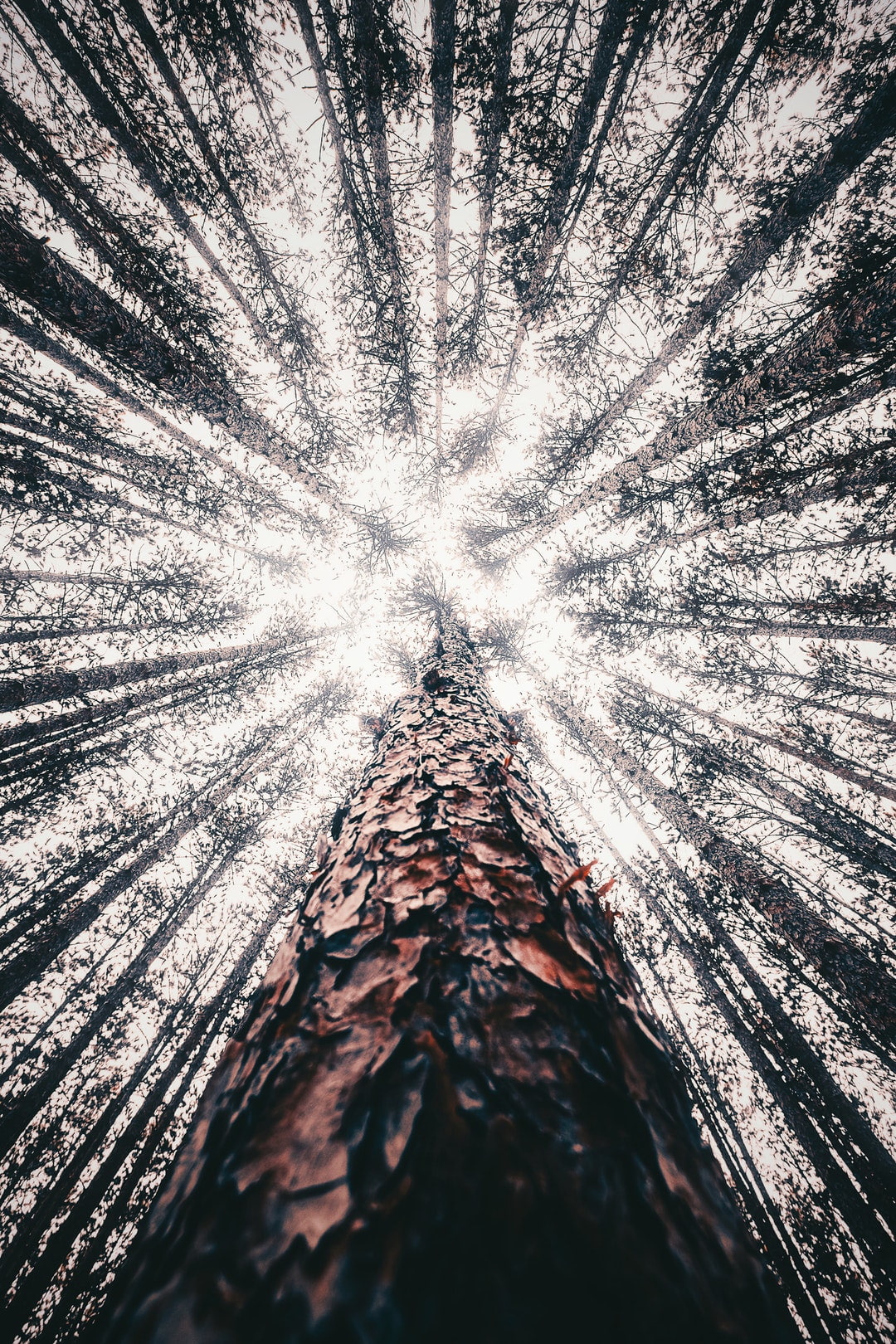 outdoors, no people, photography, beauty in nature, portrait display, tree, sunlight, directly below, motion, forest, close-up, textured, abstract, trunk, Phone HD Wallpaper