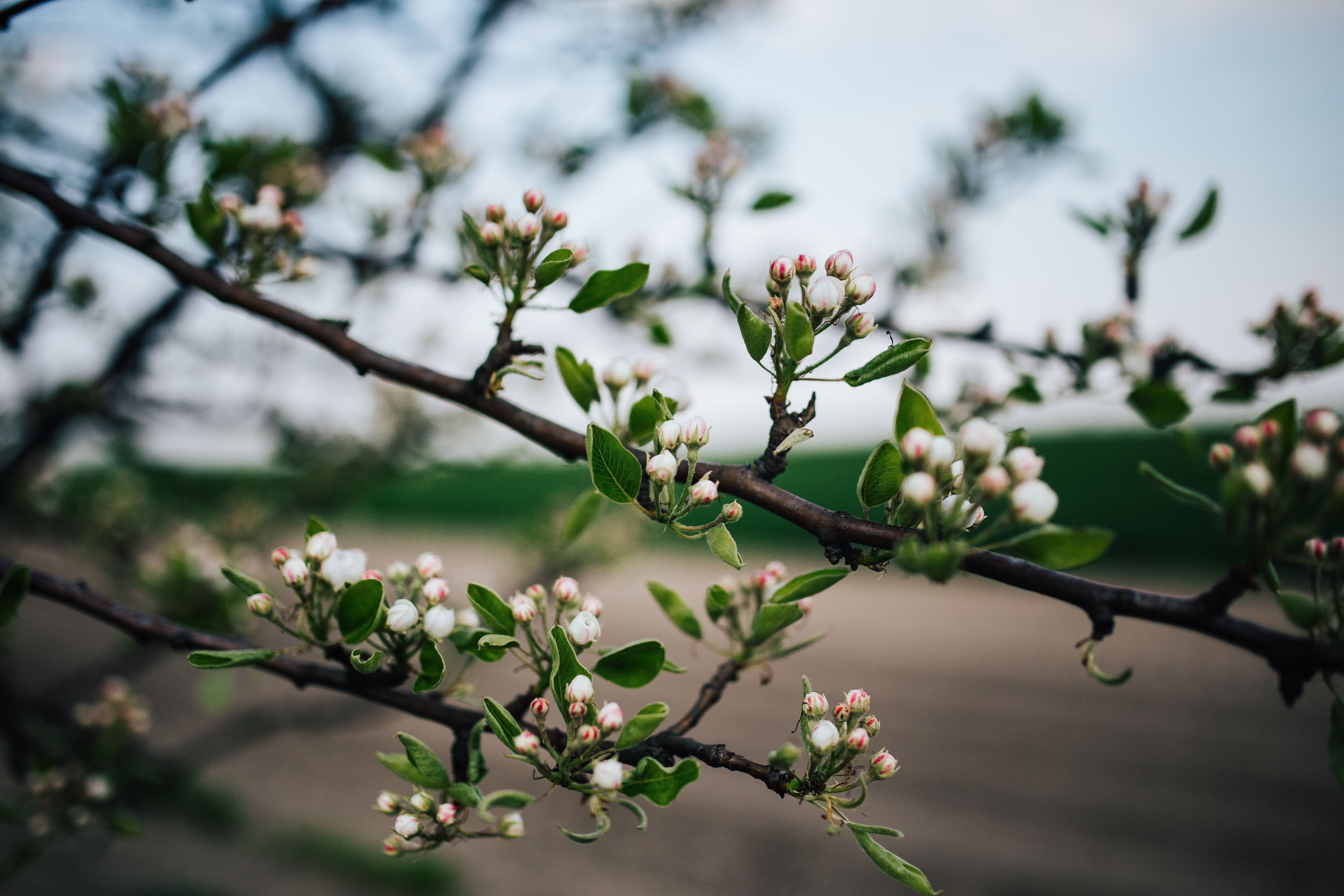 plant, season, leaf, outdoors, bud, growth, fruit, focus on foreground, flower, part, plant part, beauty in nature, spring, springtime, ups, close-up, tree, HD Wallpaper