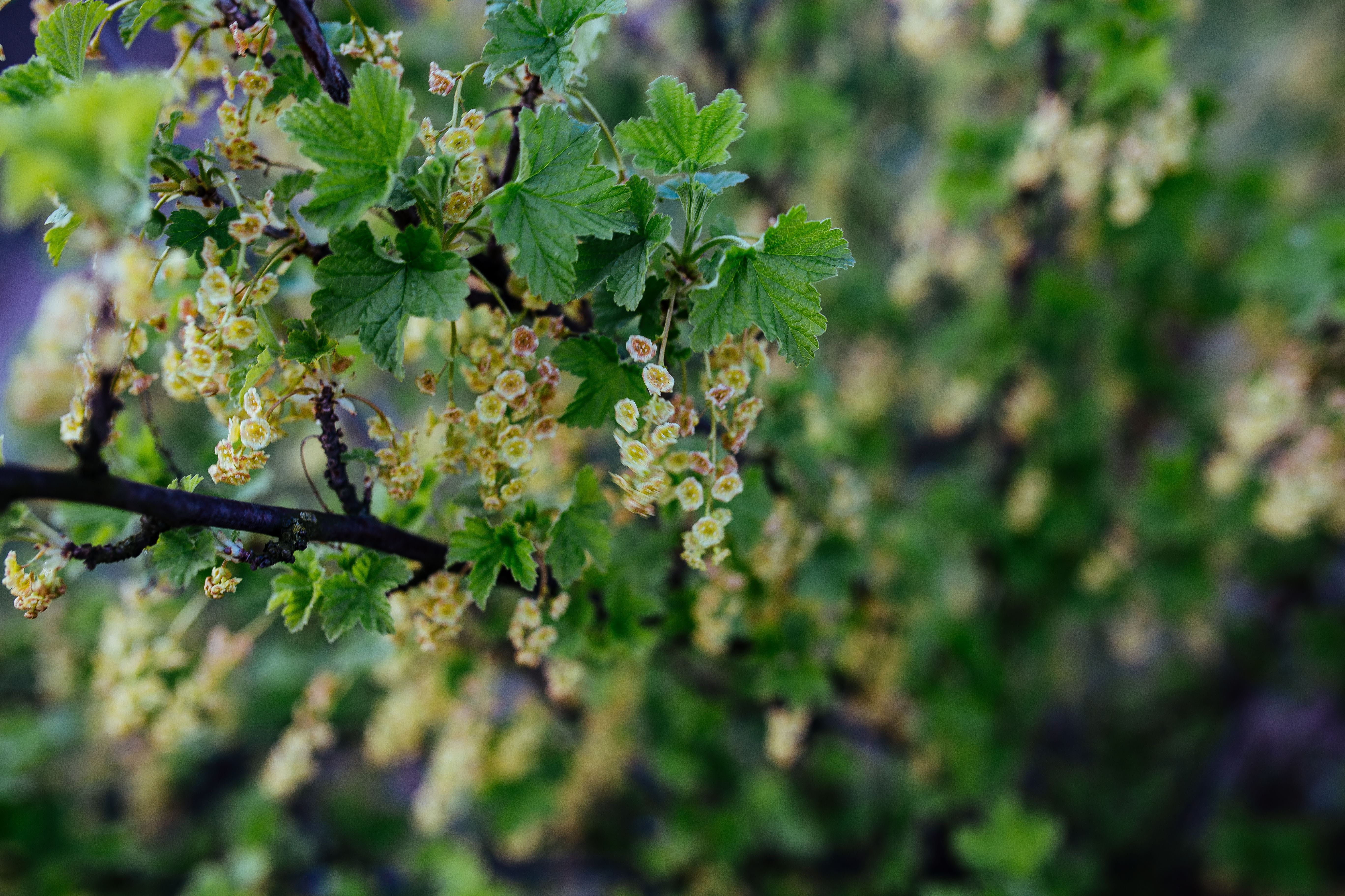 close, plant part, closeup, tree, leaf, springtime, part 1, day, growth, leaves, selective focus, green Color, land, flowers, no people, food, twig, Close-ups, HD Wallpaper