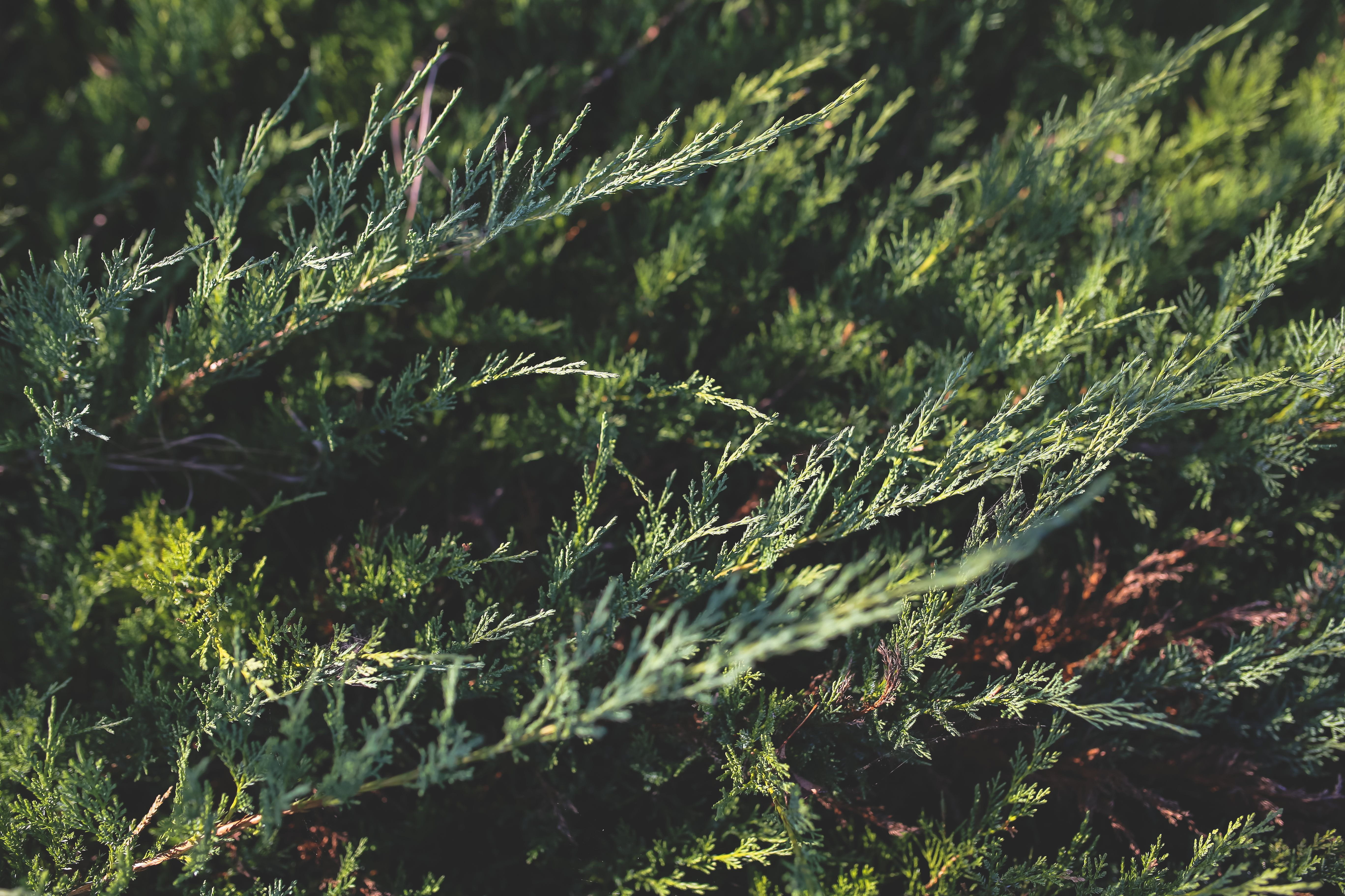 flowers, closeup, plant part, full frame, part, coniferous tree, plant, pine tree, grass, branch, no People, beauty in nature, close, focus on foreground, HD Wallpaper