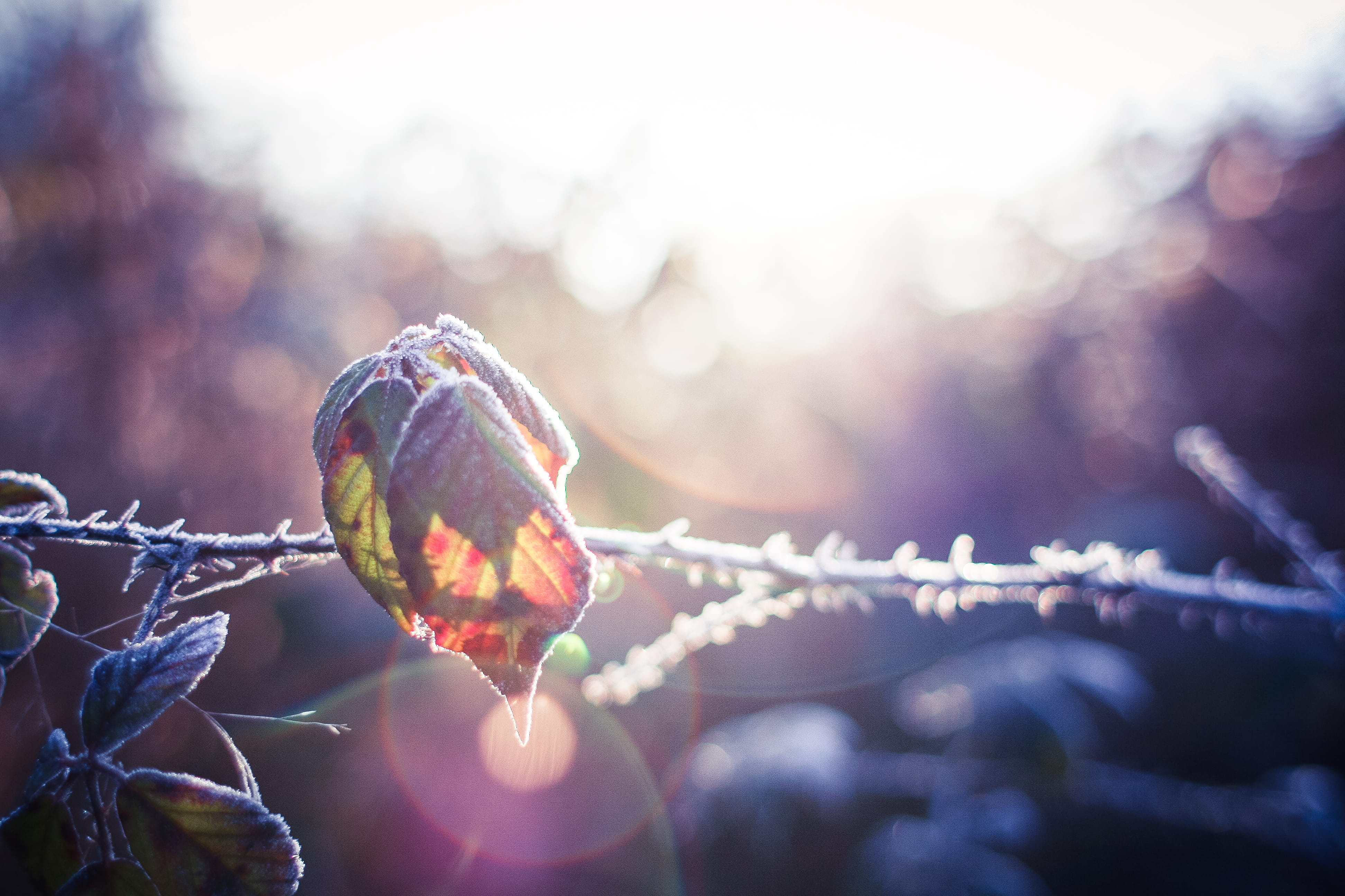 outdoors, cold - Temperature, forest, frost, sunlights, tree, dew, Morning Dew, branch, 4K, sky, perching, beauty in nature, season, Leaf, lens flare, HD Wallpaper