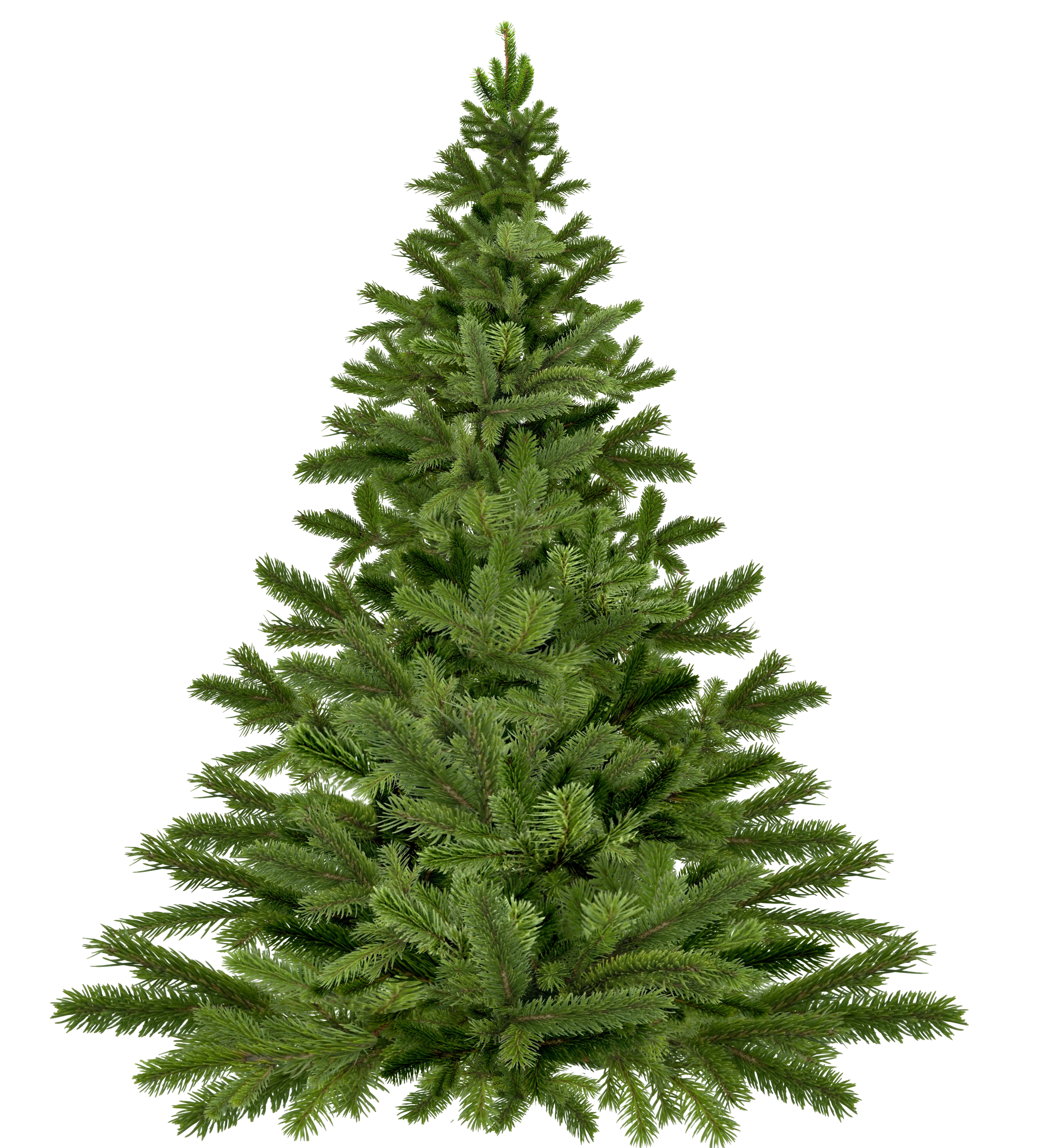 spruce, fir Tree, christmas Decoration, pre, plant, isolated, twigs, 5K, low angle view, no people, growth, plant part, decoration, spruce Tree, ornate, Phone HD Wallpaper