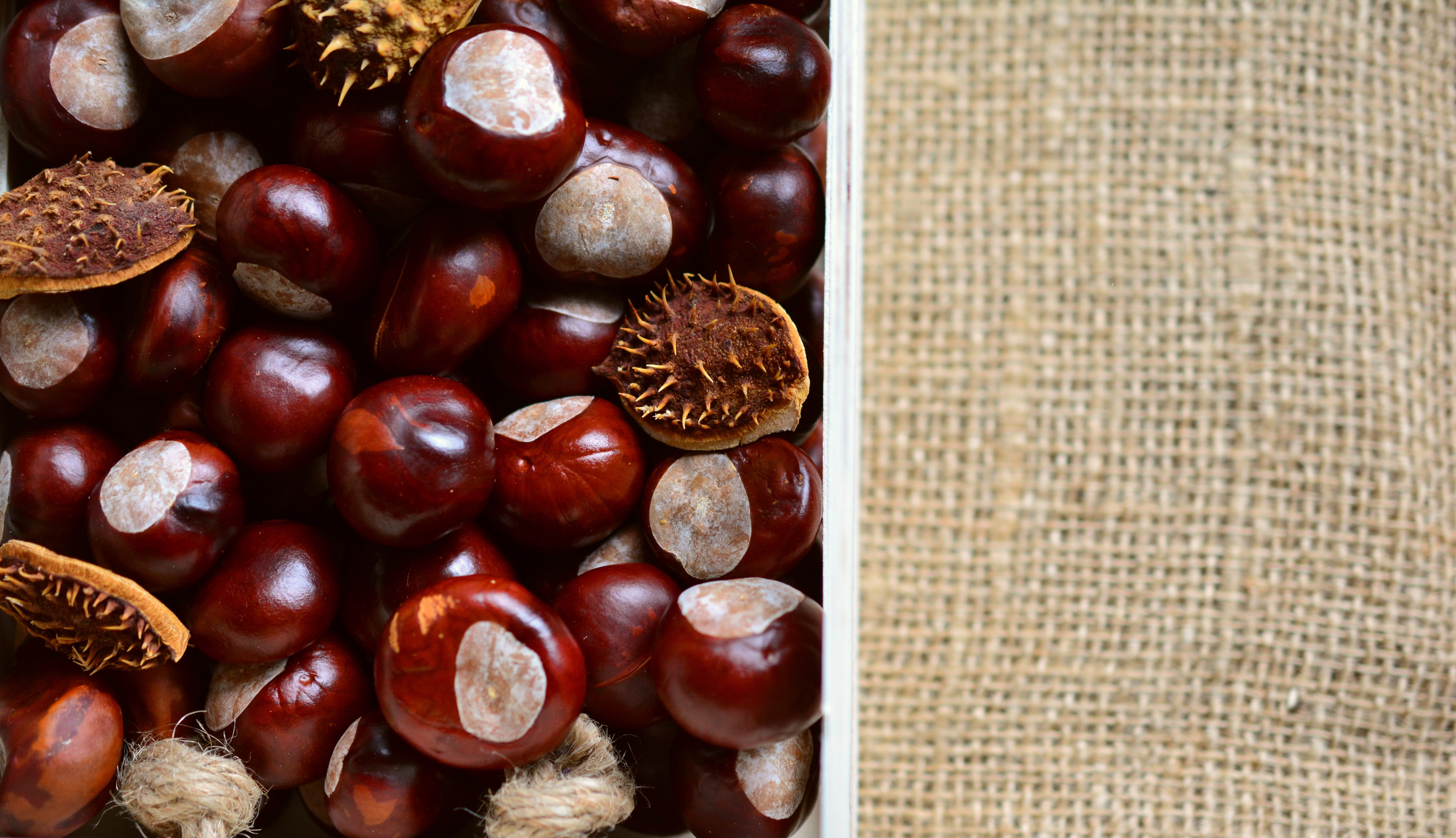 gather chestnuts, chestnut - food, autumn fruit, collect, close-up, fruits, still life, 5K, chestnut fruit, abundance, nut, food and drink, indoors, large group of objects, HD Wallpaper