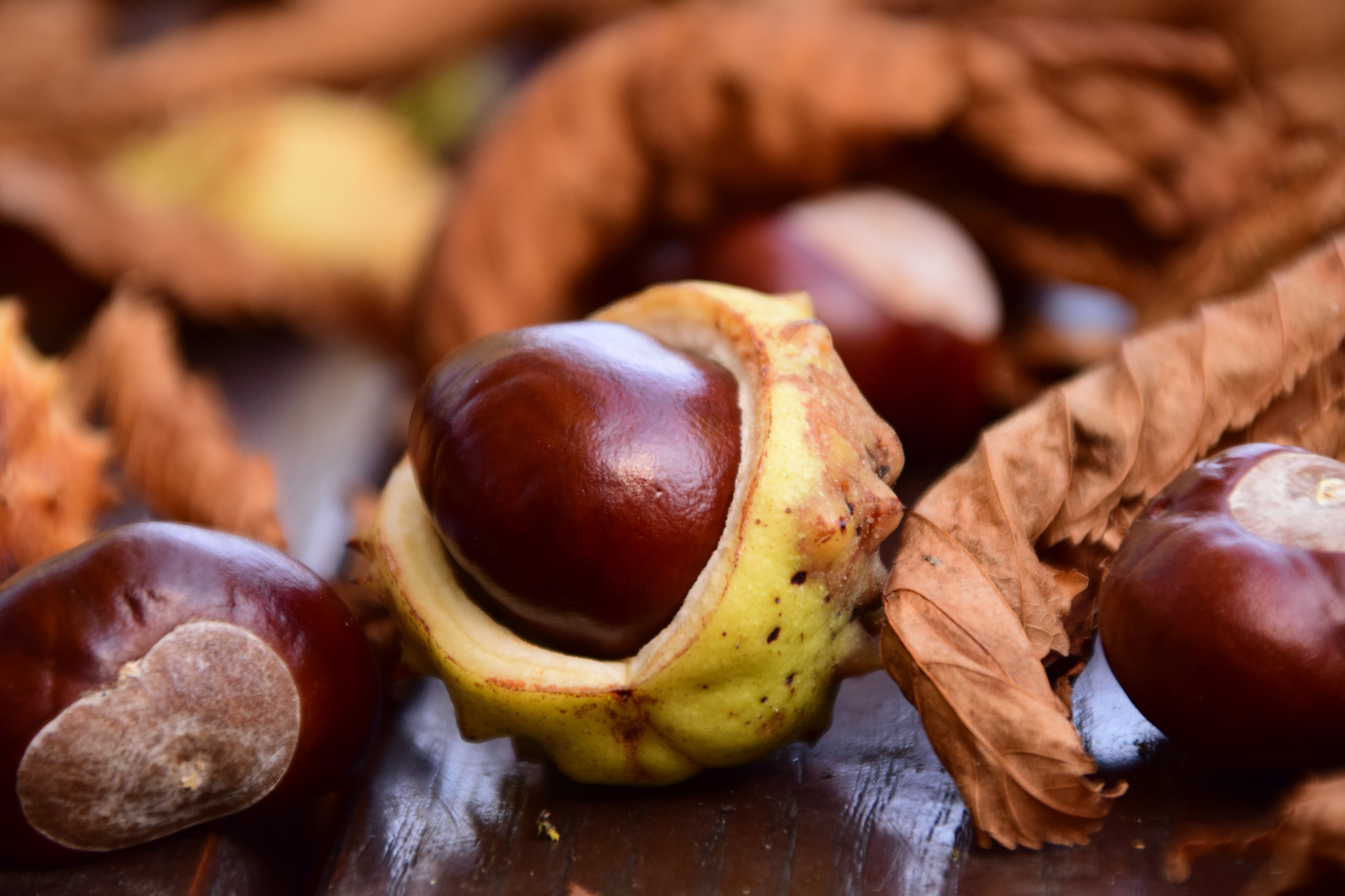 chestnut, chestnut - Food, nature, ripe, leaf, horse Chestnut Seed, indoors, focus on foreground, nut - Food, chestnut Tree, food, tree, backgrounds, day, HD Wallpaper