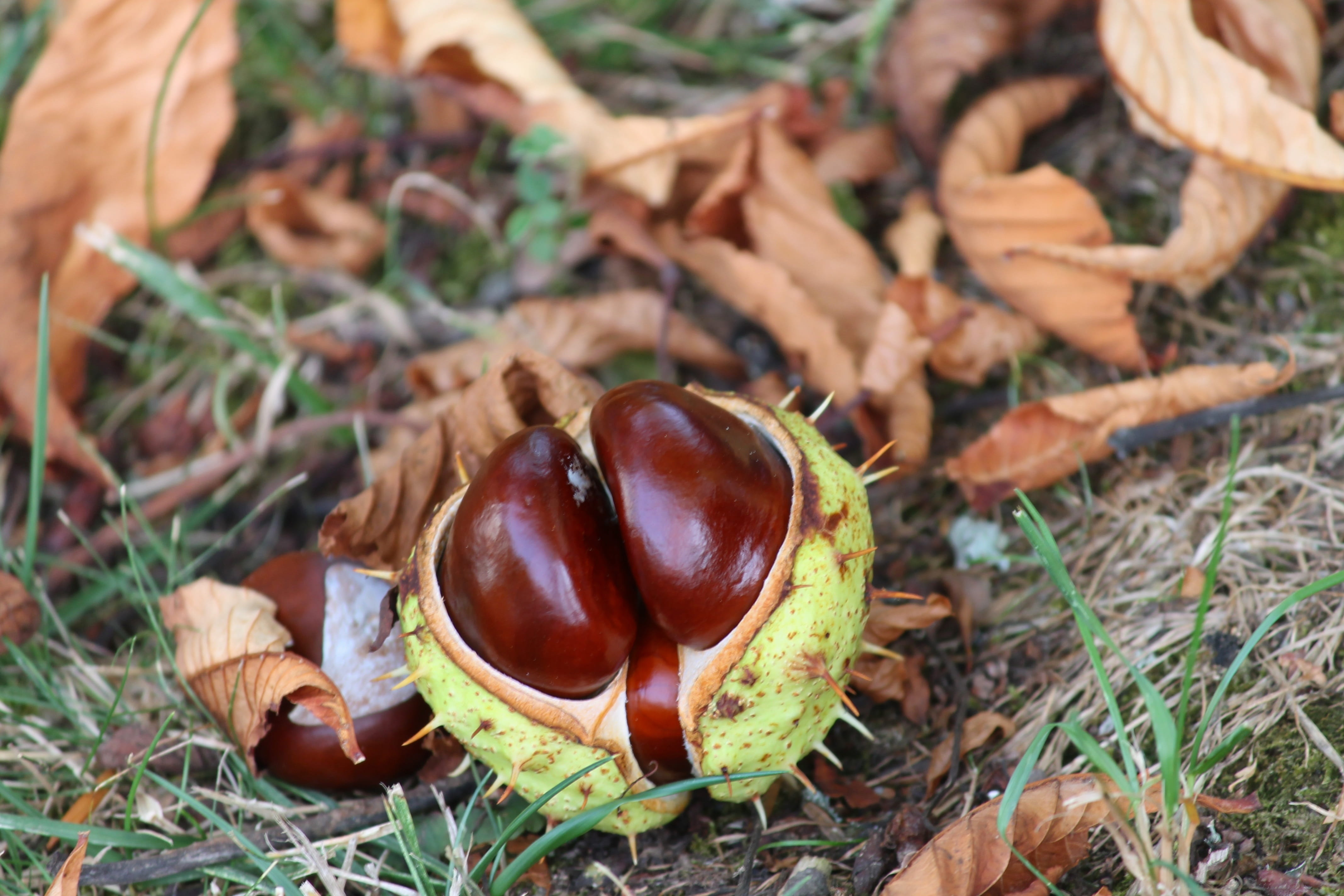 nut, buckeye, brown, freshness, fruits, chestnut, food, plant part, autumn, prickly, land, leaf, food and drink, aesculus hippocastanum, shell, 4K, plant, HD Wallpaper