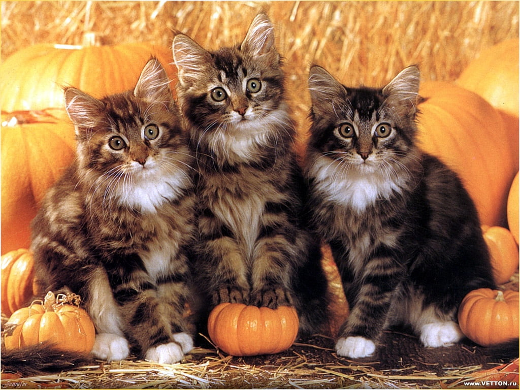 halloween, pumpkin, 480P, animal, Fruit, feline, cats, art, animals, autumn, cat, hd, HD Wallpaper
