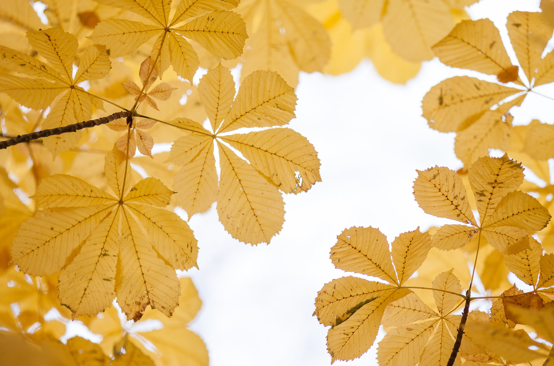 tree, backgrounds, leaf, aesculus, photography, low, close-up, Aesculus hippocastanum, hippocastanum, autumn leaves, outdoors, angle, nature, season, yellow, HD Wallpaper
