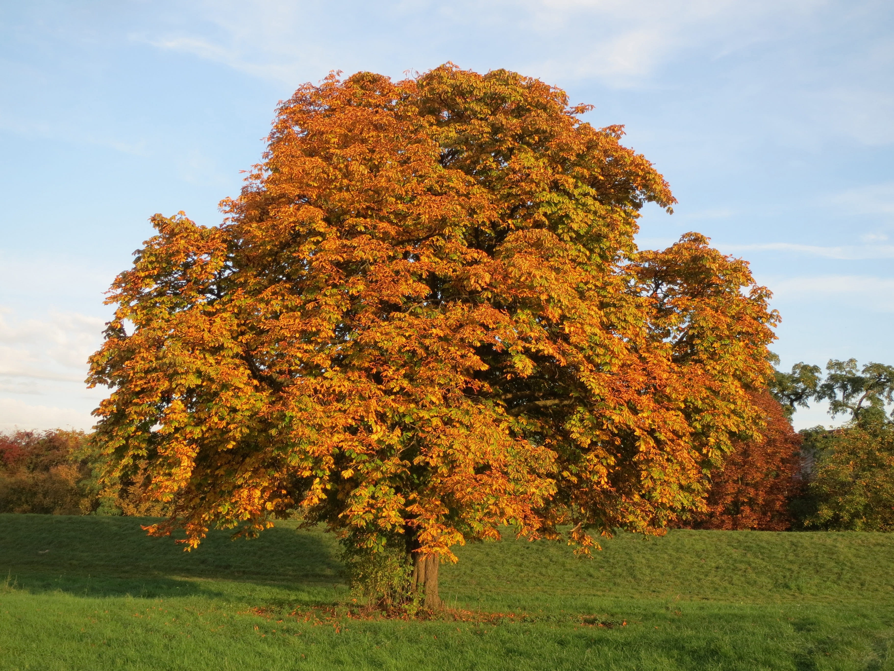 horse chestnut, foliage, season, land, beauty in nature, field, 2K, hippocastanum, change, outdoors, Fall, environment, golden, hippocastanceae, Orange, HD Wallpaper