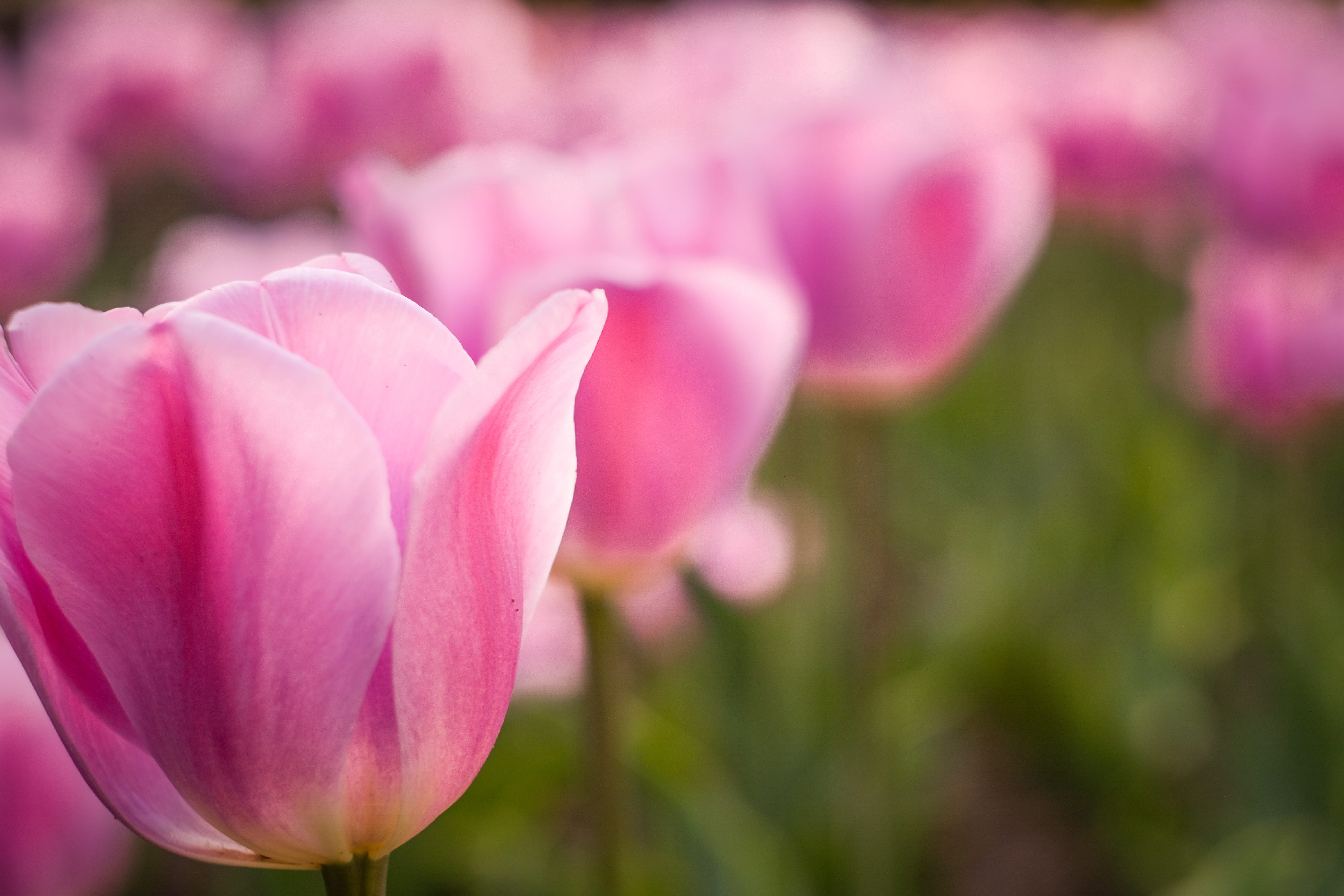 plant, negative space, pink color, close-up, flower head, inflorescence, purple, composition, tulip, diagonal, day, no people, 5K, background, beauty in nature, HD Wallpaper