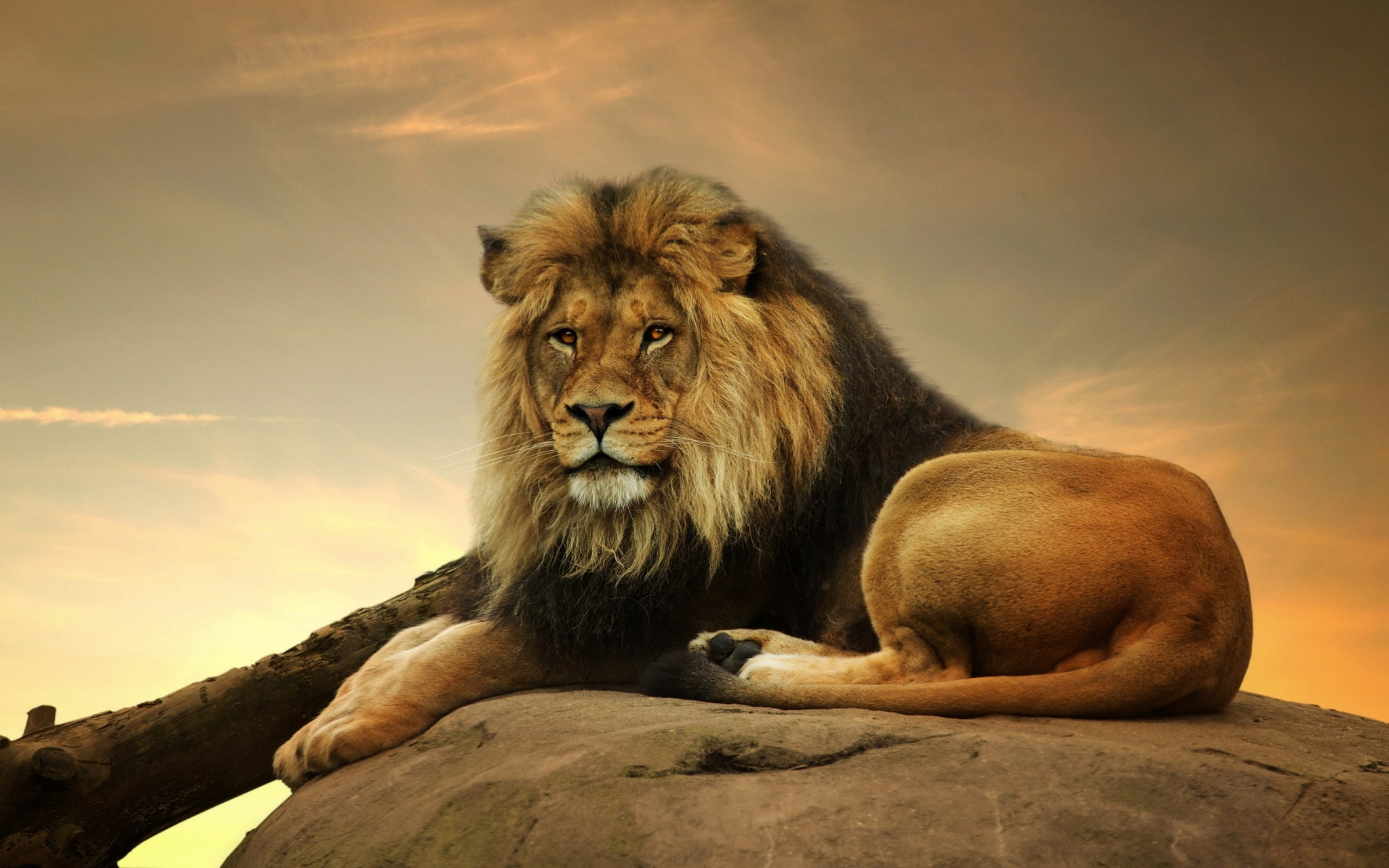 relaxation, animal themes, 1080P, lion screensavers backgrounds, animals in the wild, feline, sitting, rock - object, rock, nature, sky, lion - feline, HD Wallpaper