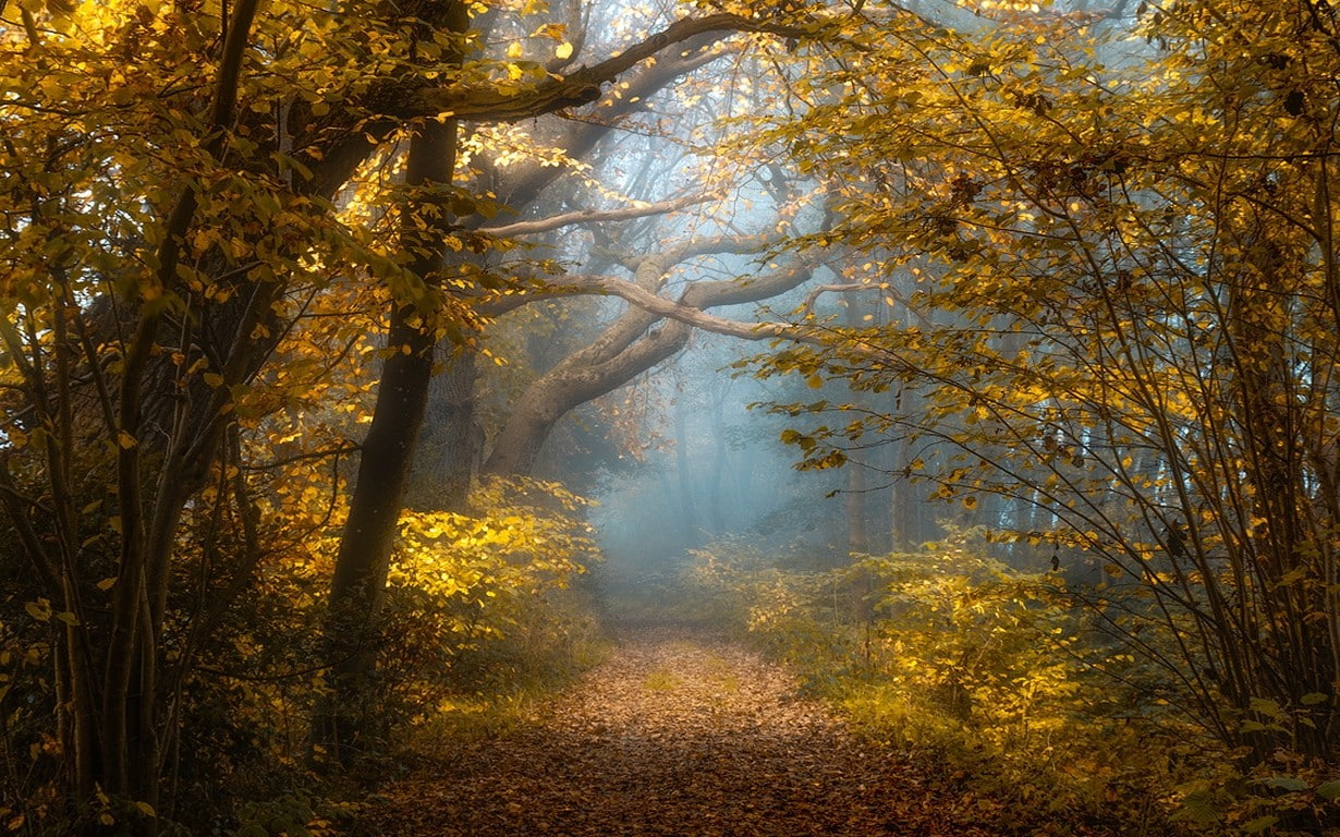 forest, landscape, yellow, leaves, trees, 480P, mist, fall, sunlight, morning, shrubs, path, nature, HD Wallpaper