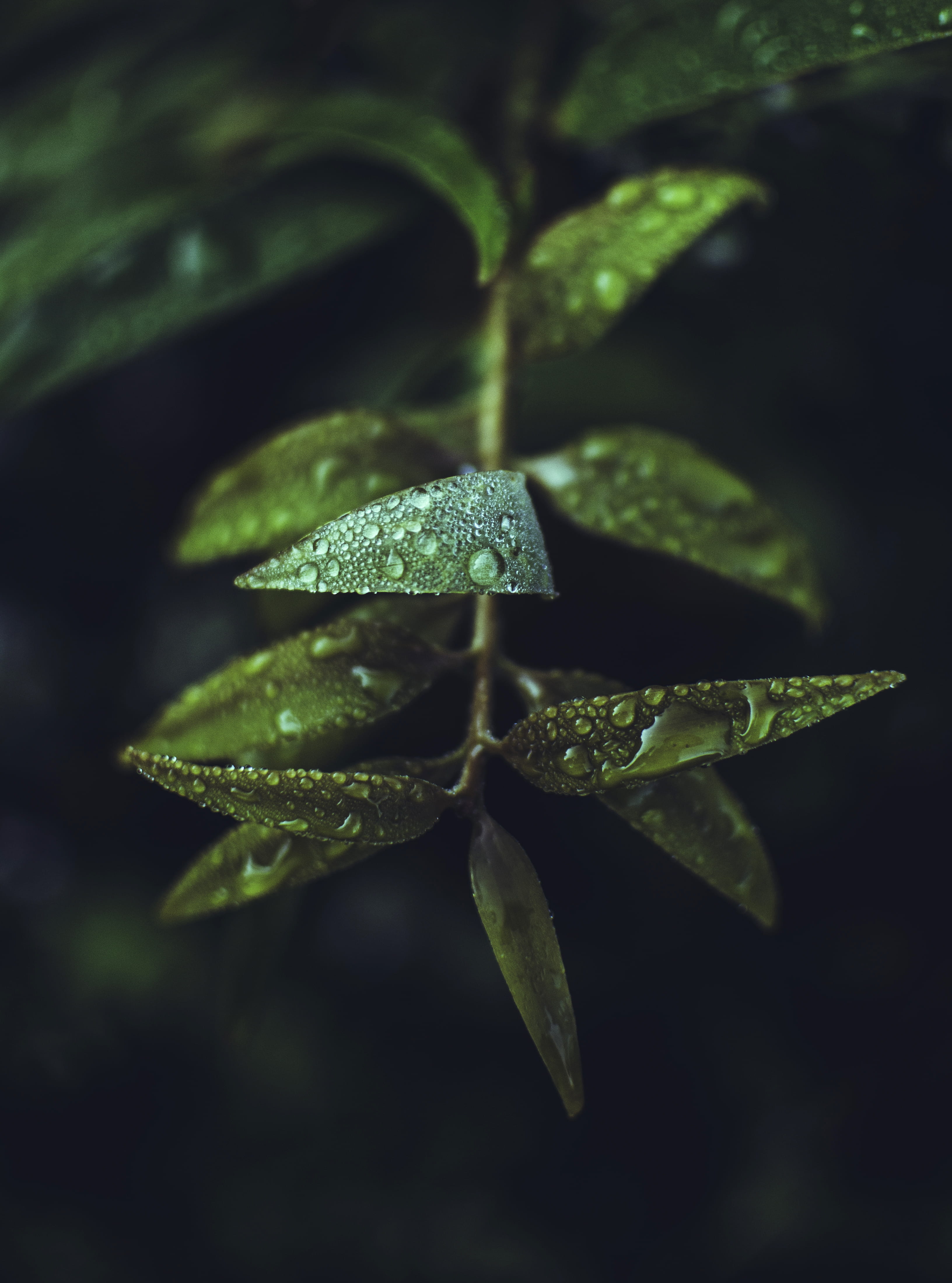 close-up, leaf, nature, day, growth, freshness, green, fragility, plant part, flower, 4K, herbage, water, purity, greeny, focus on foreground, texture, Phone HD Wallpaper