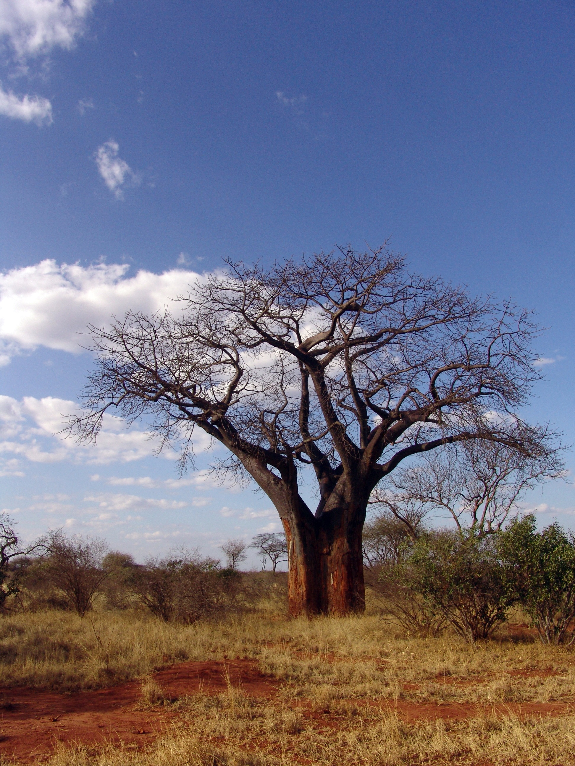 land, scenics - nature, plant, landscape, non-urban scene, africa, tree, blue, grass, day, no people, cloud - sky, outdoors, arid climate, sky, tranquility, Phone HD Wallpaper