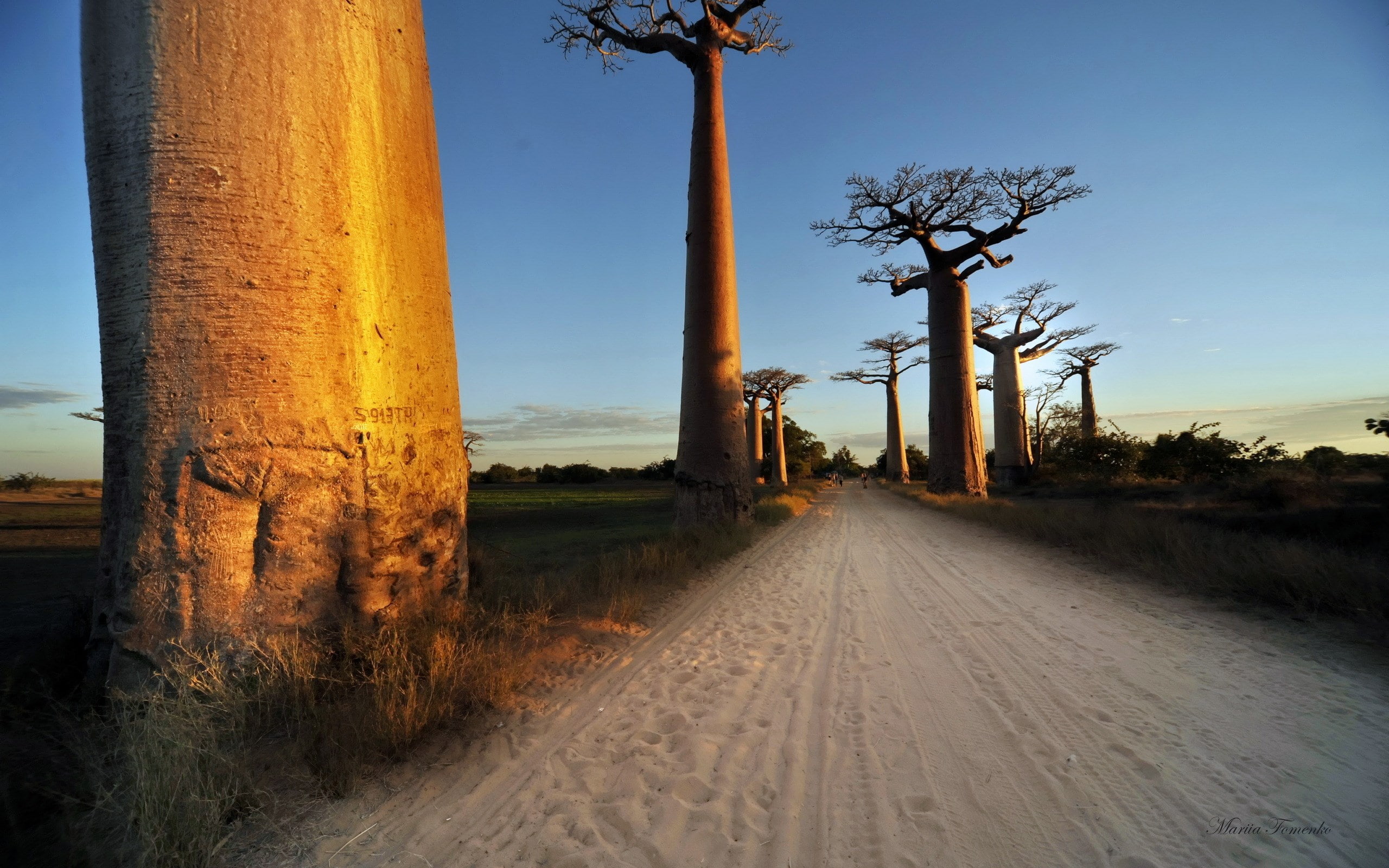 baobab tree, 2K, HD Wallpaper