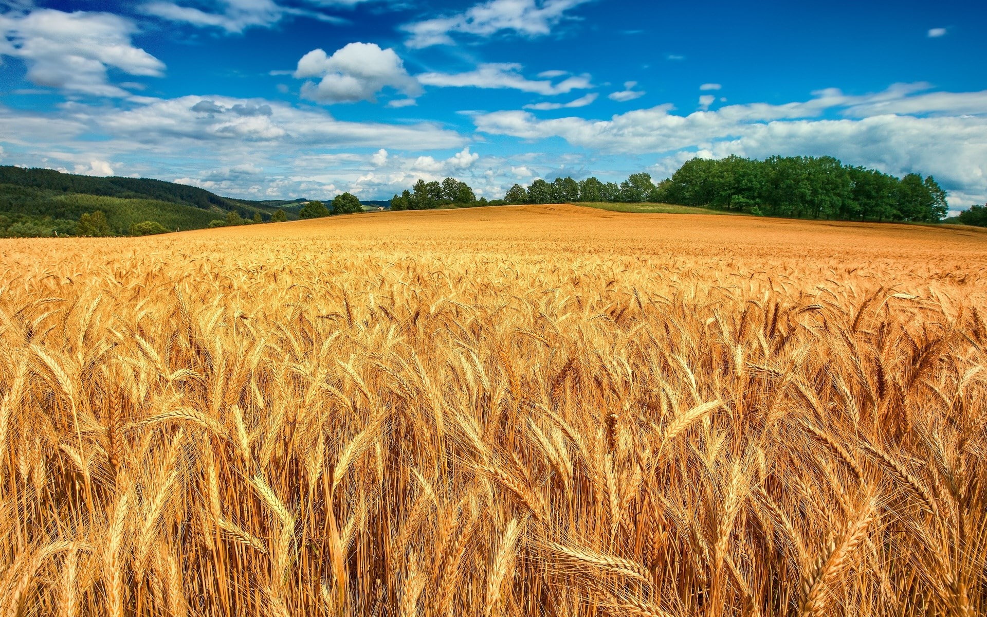 image background nature hd image 1920x1200, 1080P, HD Wallpaper