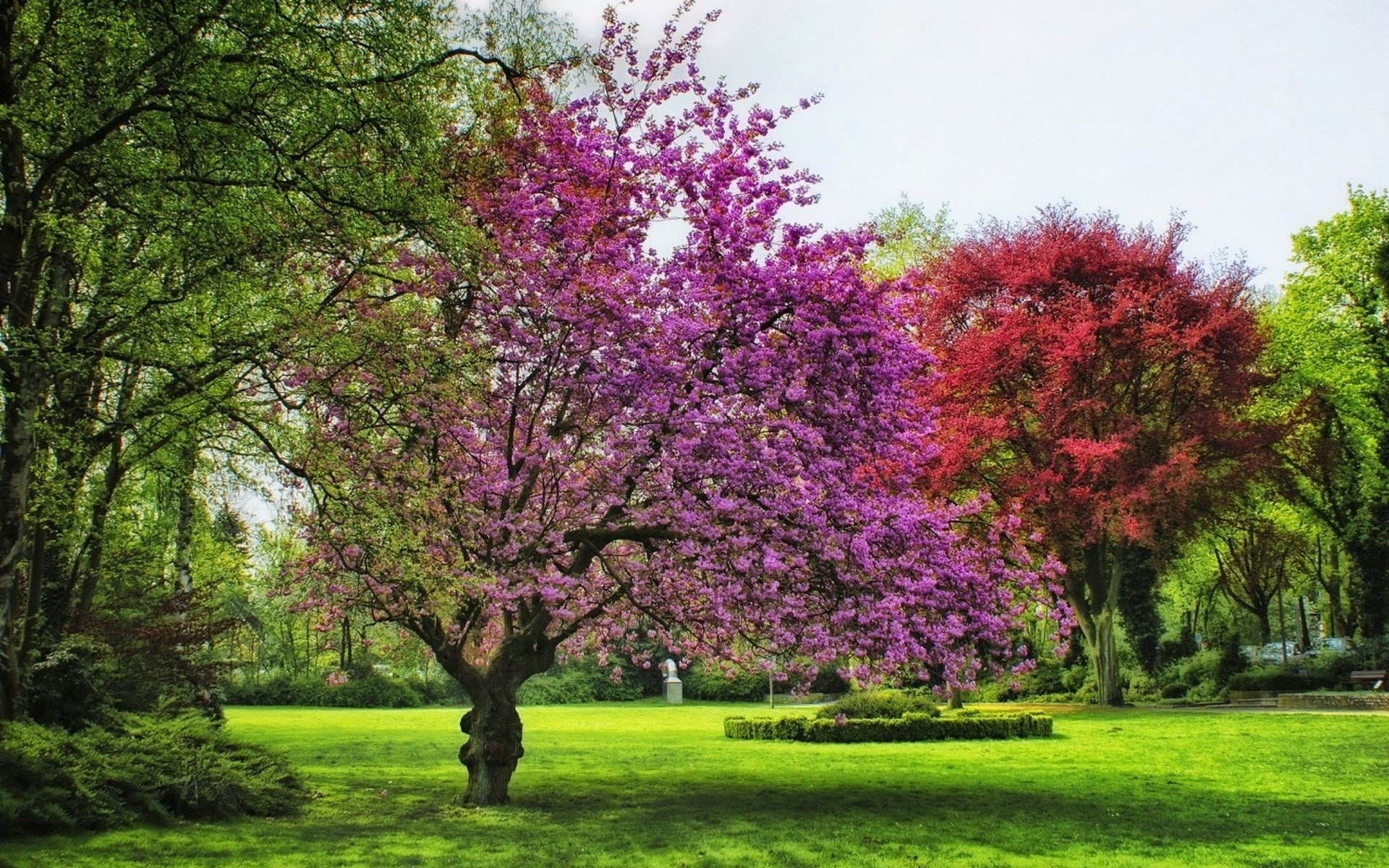 pink color, 1080P, cherry blossom, nature, change, grass, spring, green color, flower, beauty in nature, no people, scenics - nature, park - man made space, HD Wallpaper
