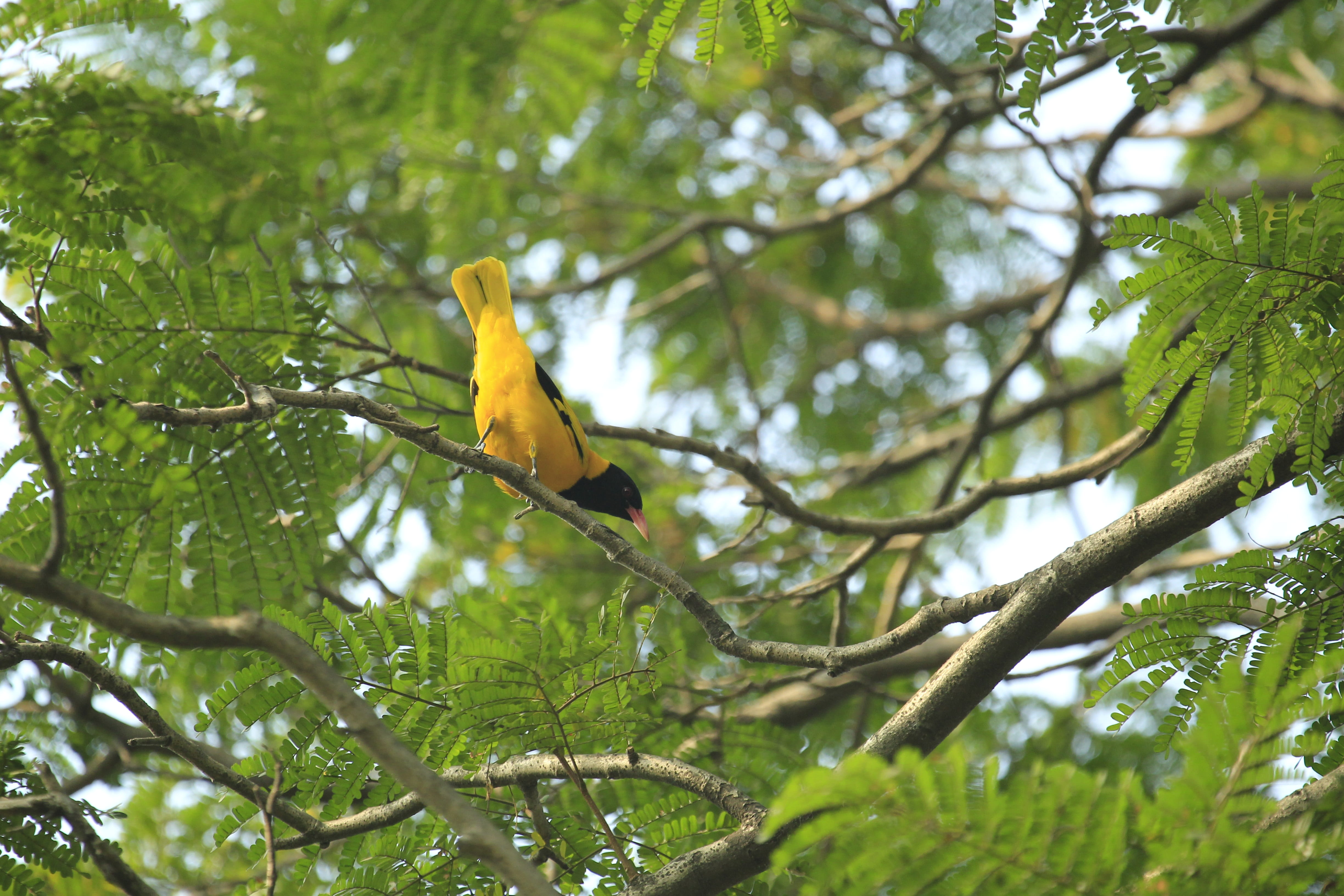 tree, 4K, day, green color, perching, parrot, animal wildlife, yellow, vertebrate, nature, growth, bangladesh, plant, outdoors, animal, beauty in nature, HD Wallpaper
