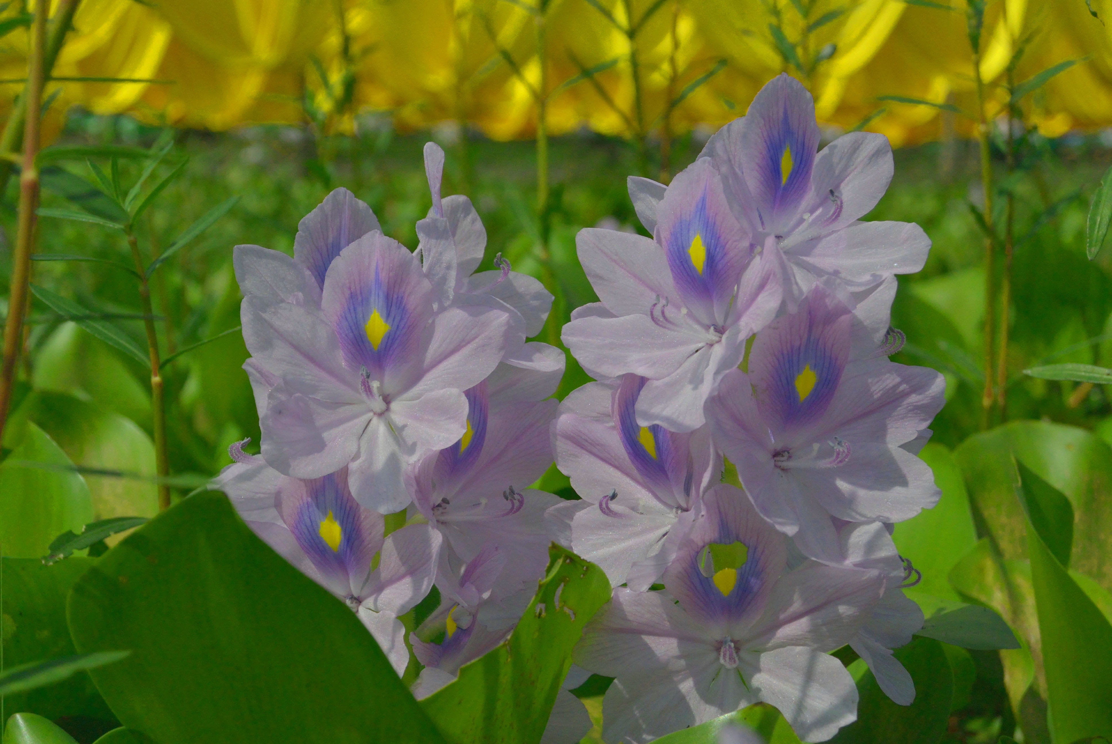 freshness, flowering plant, waterhyacinth, no people, focus on foreground, bright, day, lilac, plant, narayanganj, vulnerability, 4K, bangladesh, inflorescence, HD Wallpaper