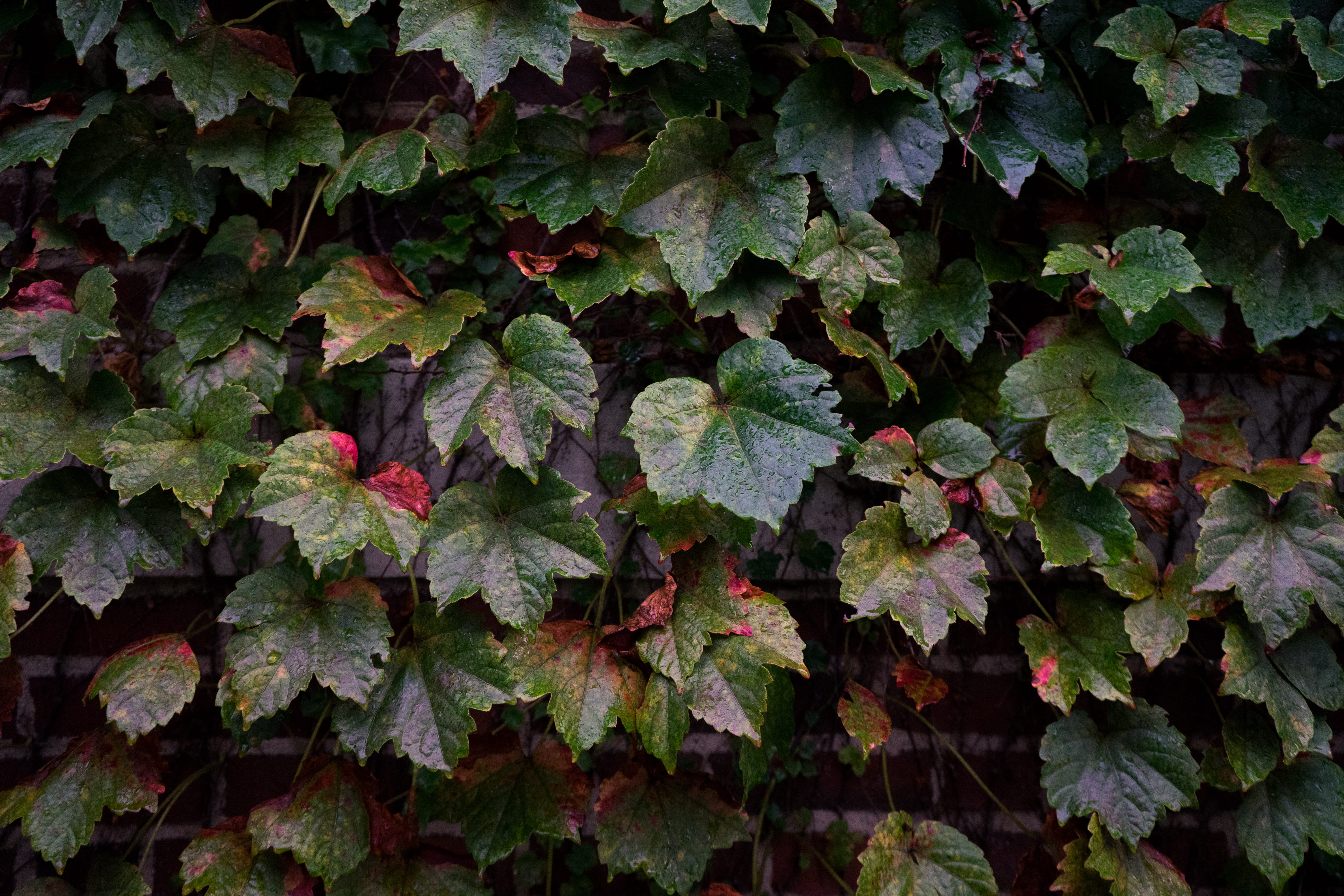 directly above, high angle view, drops, wall, day, full frame, land, tranquility, united states, close-up, texture, beauty in nature, leaves, ivy, brick, HD Wallpaper