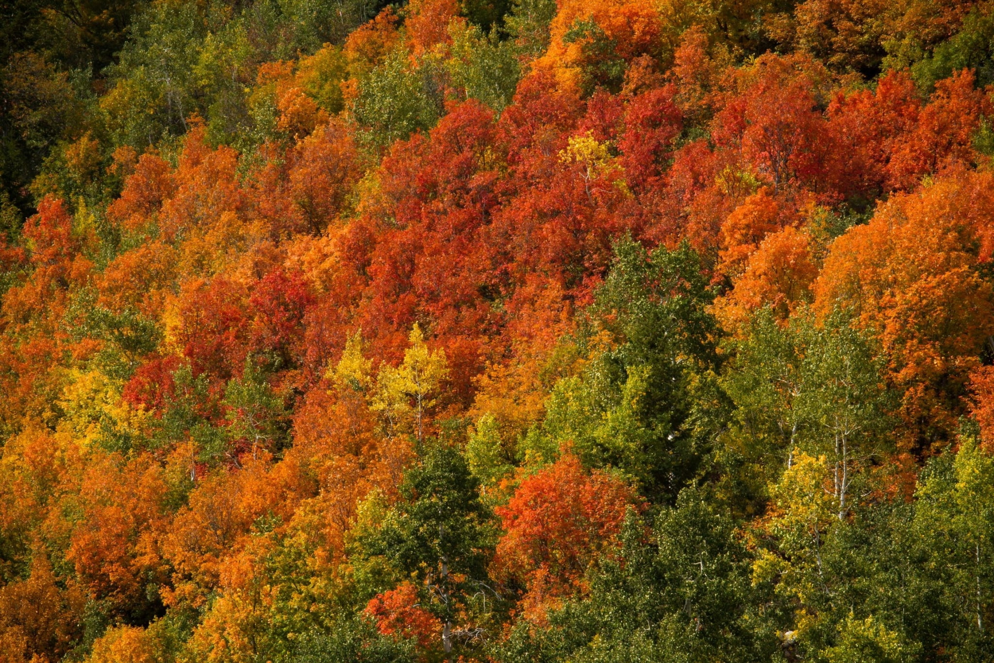 nature, orange color, non-urban scene, outdoors, scenics - nature, day, change, tree, forest, tranquility, land, autumn, plant, tranquil scene, beauty in nature, HD Wallpaper