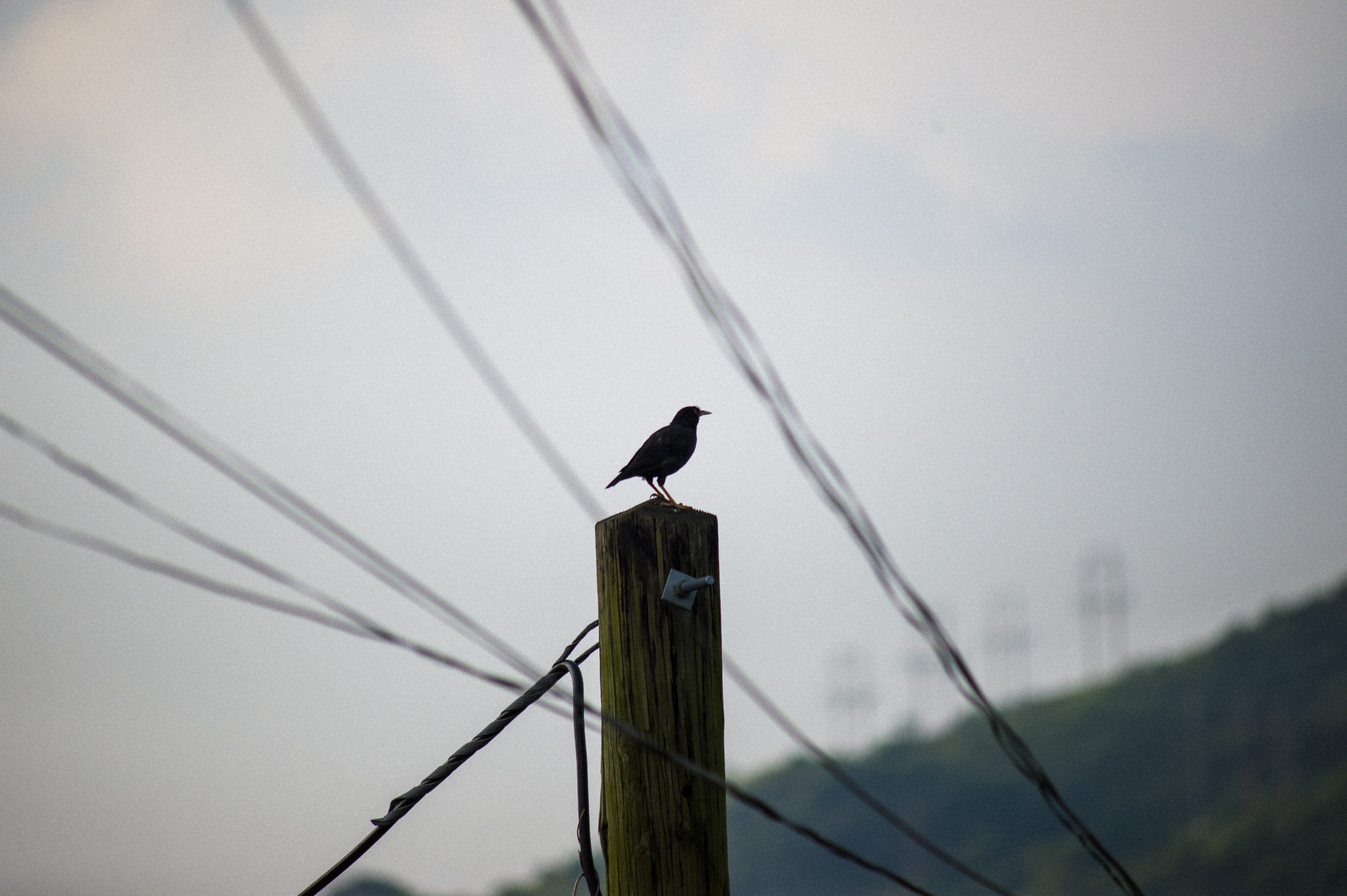 4K, one animal, lines, post, telephone line, crow, no people, vertebrate, mountaints, wood - material, outdoors, day, poles, telephone lines, silhouette, HD Wallpaper