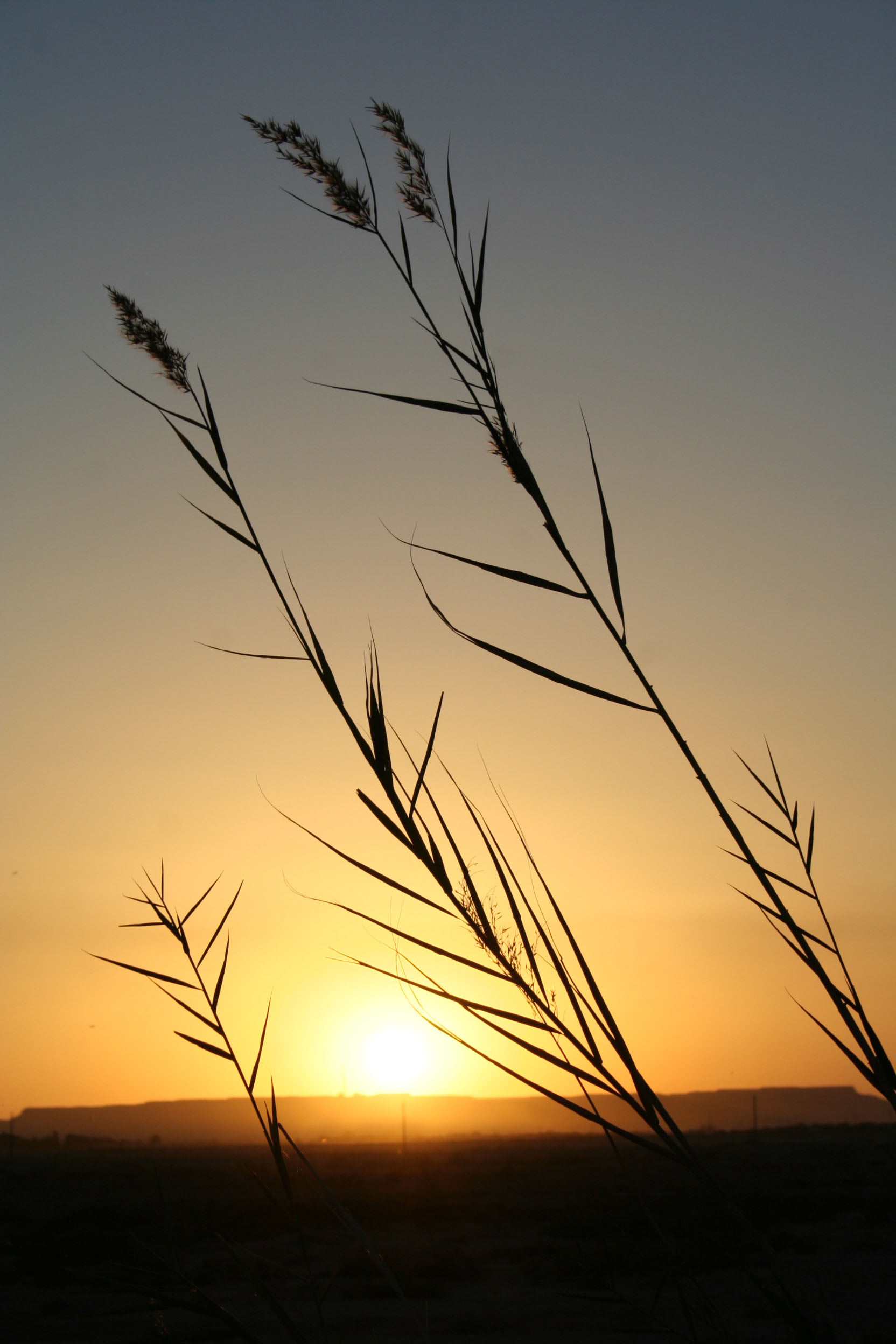 sundown, outdoors, sunset, landscape, sunrise - Dawn, 1080P, dusk, photography, nature, sun, sky, plant, back Lit, silhouette, sunlight, Artistic Expression, Phone HD Wallpaper