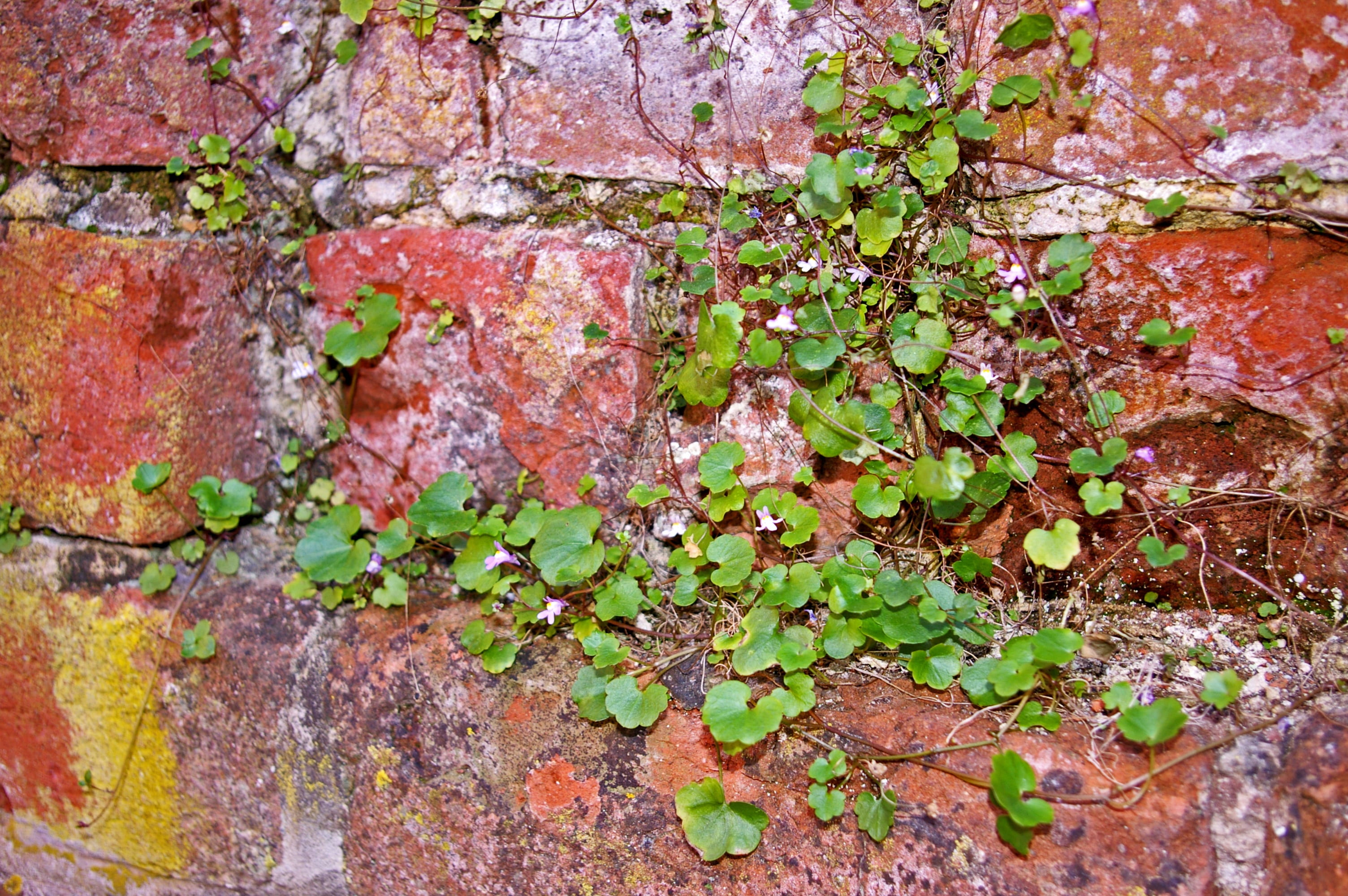 plant, building, medieval, 2K, house facade, bricks, medieval city, grass, ivy, romantic, built structure, stones, ancient times, home, city wall, structure, HD Wallpaper