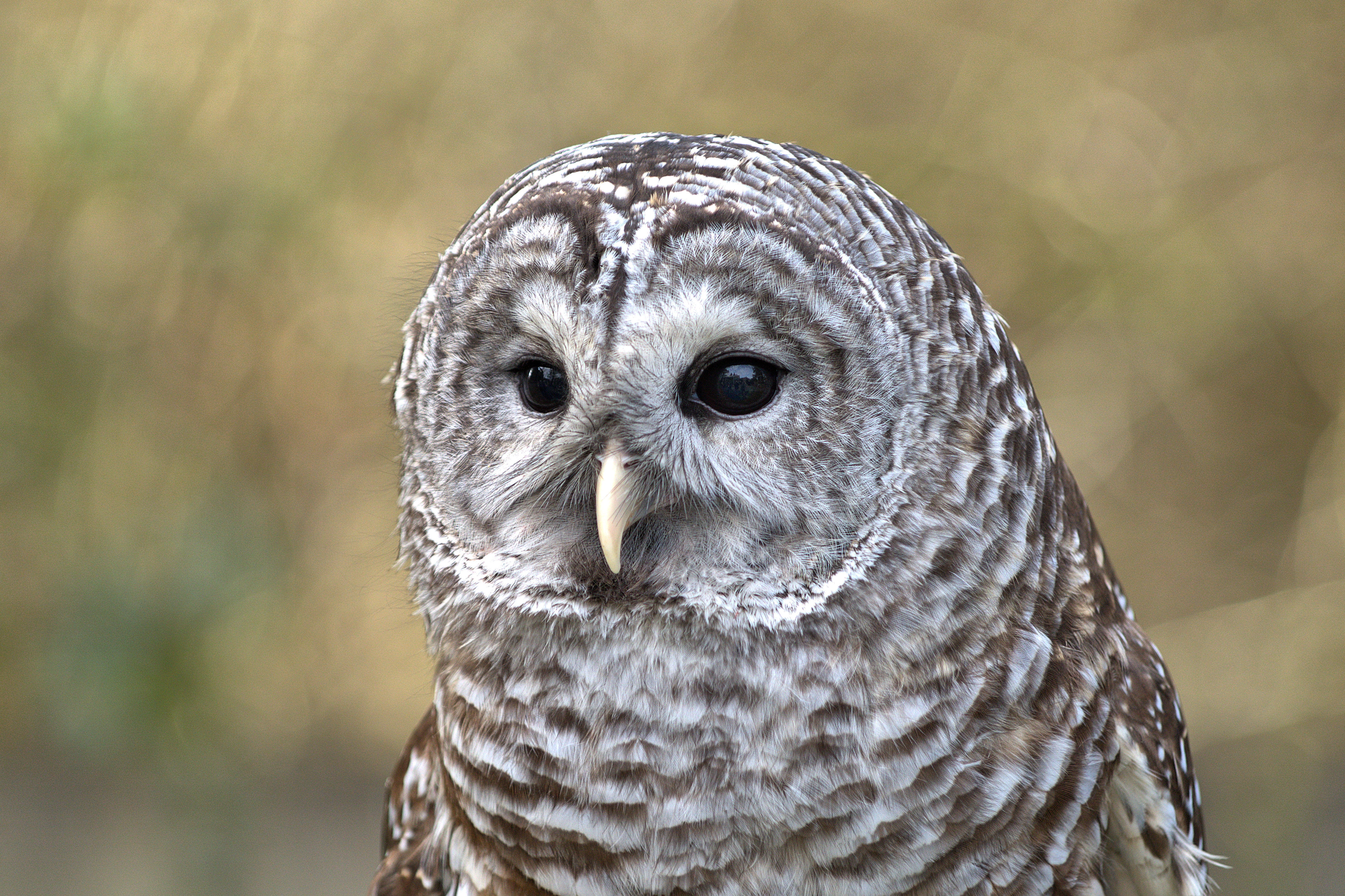4K, no people, stare, animals in the wild, eye, one animal, beak, feathers, looking at camera, wildlife, animal, animal wildlife, vertebrate, barred owl, HD Wallpaper