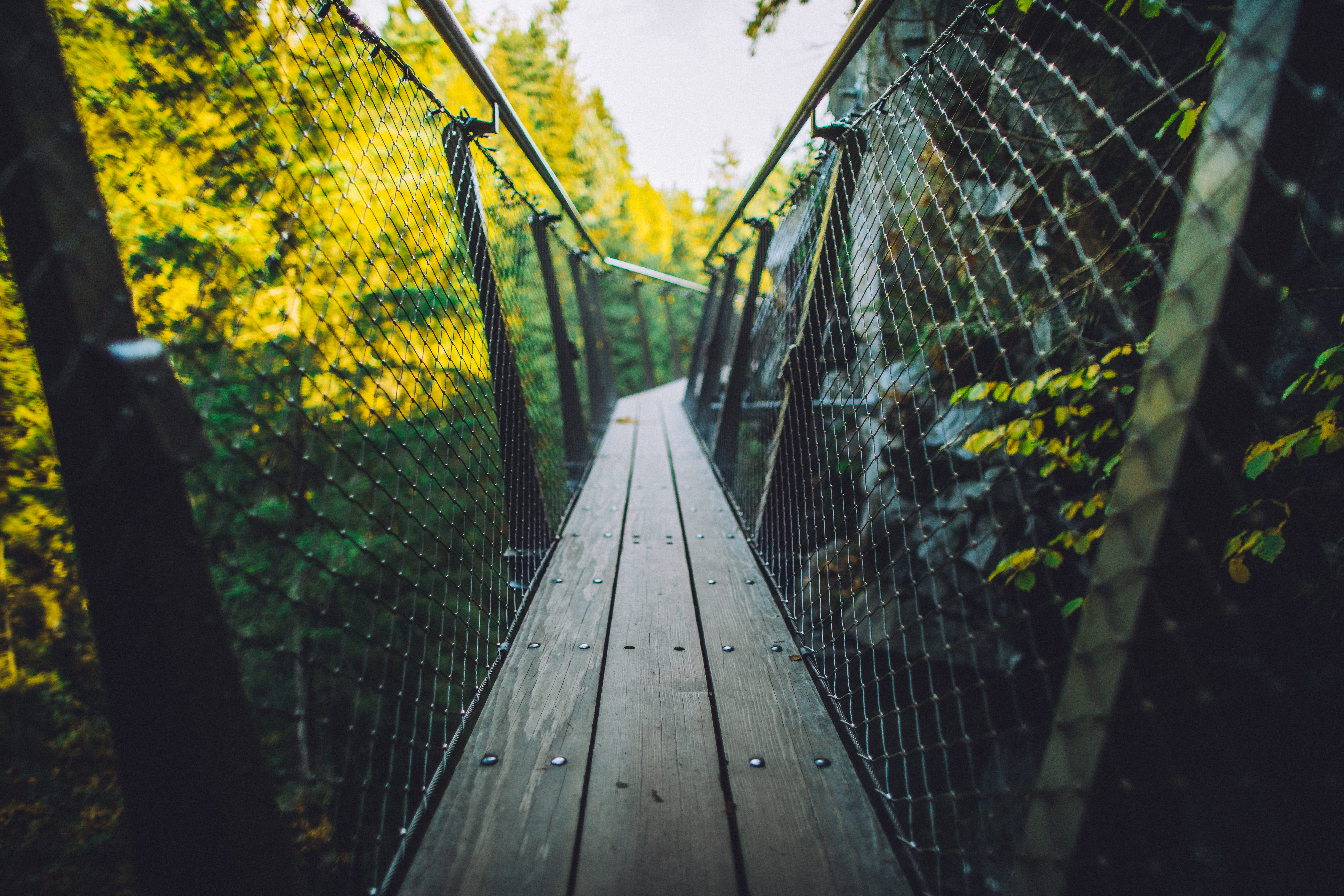 focus on foreground, land, nature, the way forward, day, british columbium, sunlight, cliffwalk, capilano suspension bridge park, footbridge, HD Wallpaper