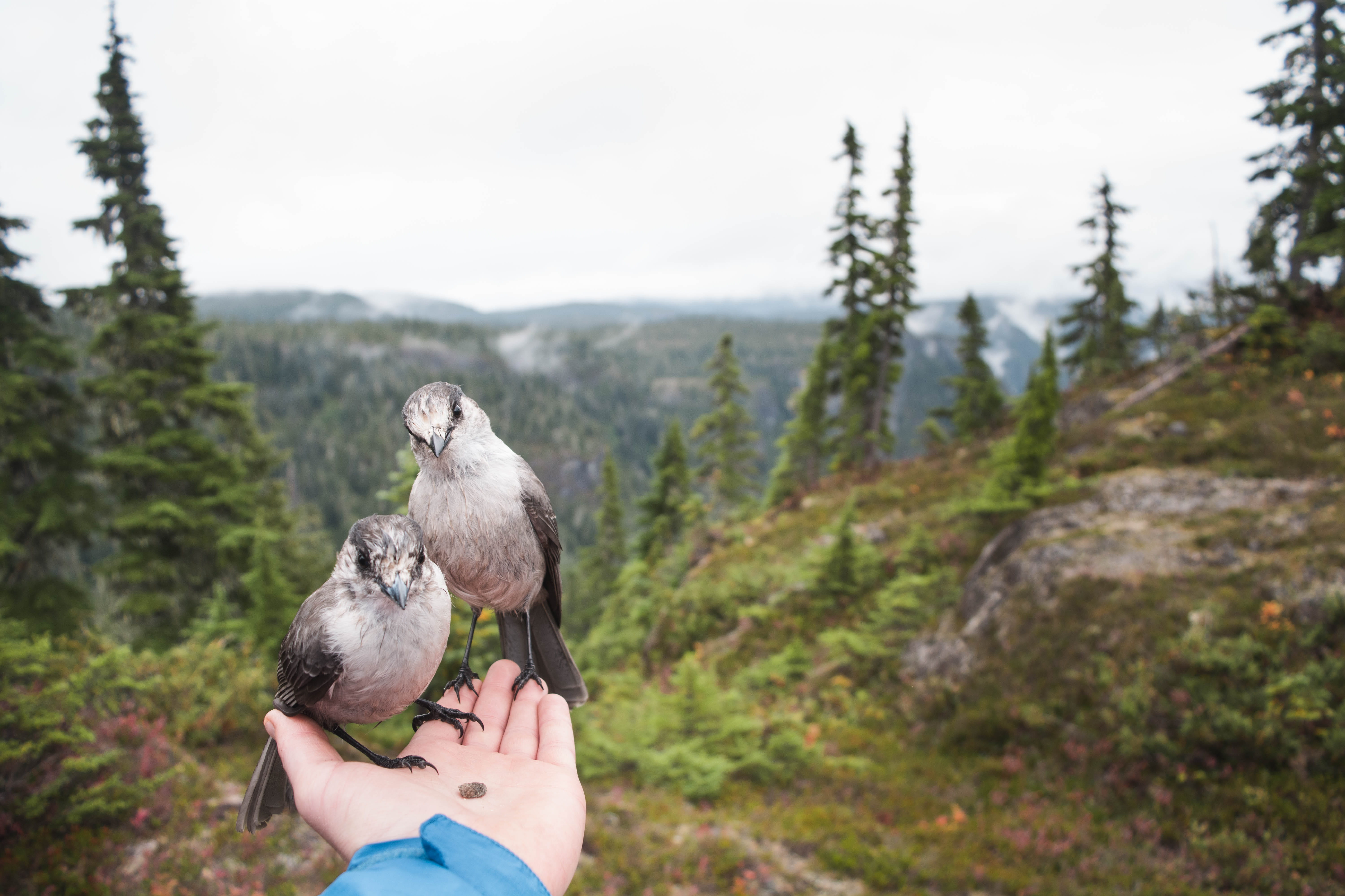 day, 5K, pets, two, people, domestic, focus on foreground, daytime, black, pair, rock, gray, nature, tree, wild, holding, human body part, birds, leisure activity, HD Wallpaper