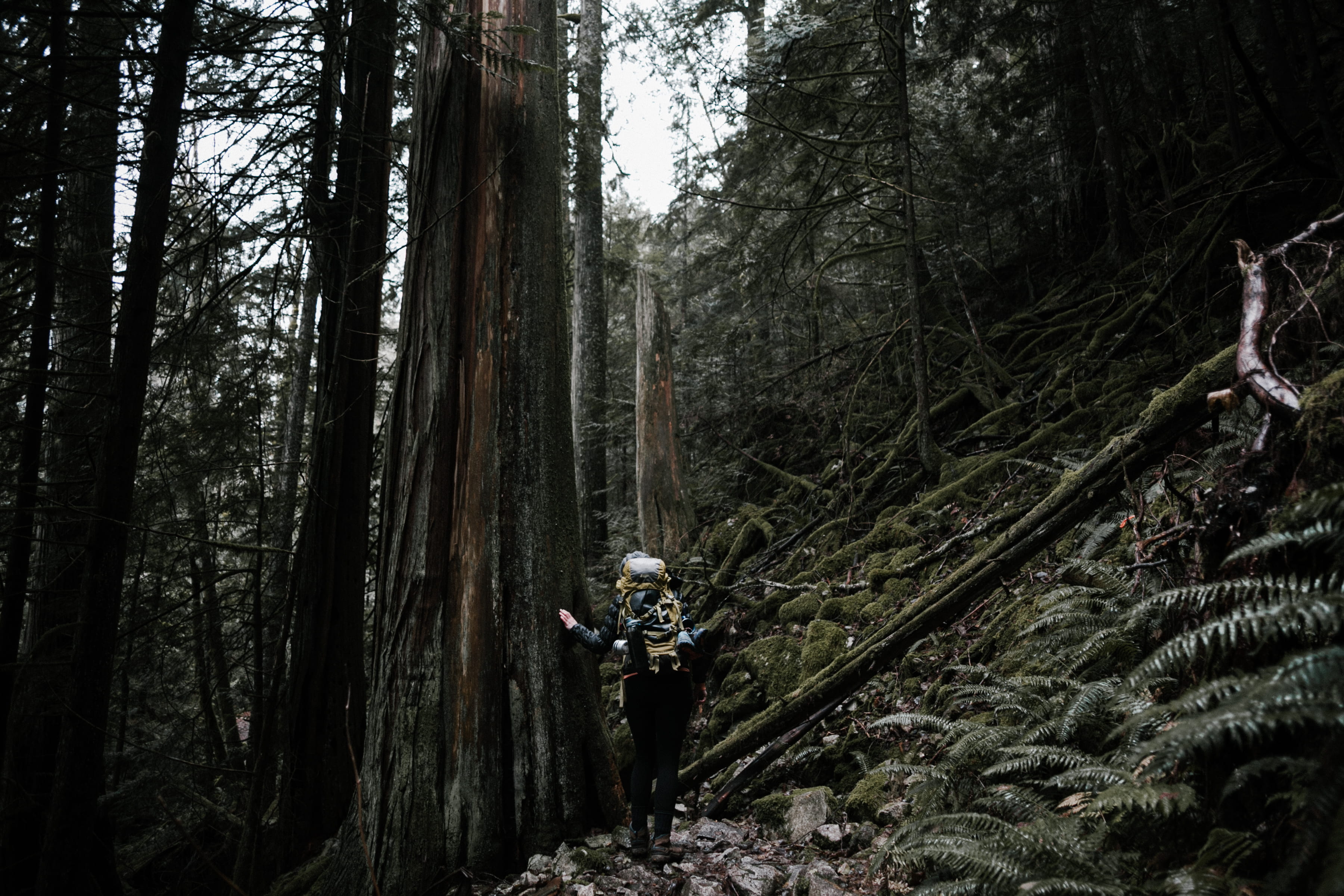 woodland, woman, hiker, growth, tree, outdoor, people, hike, nature, leisure activity, woods, beauty in nature, trees, lifestyles, tranquility, standing, HD Wallpaper
