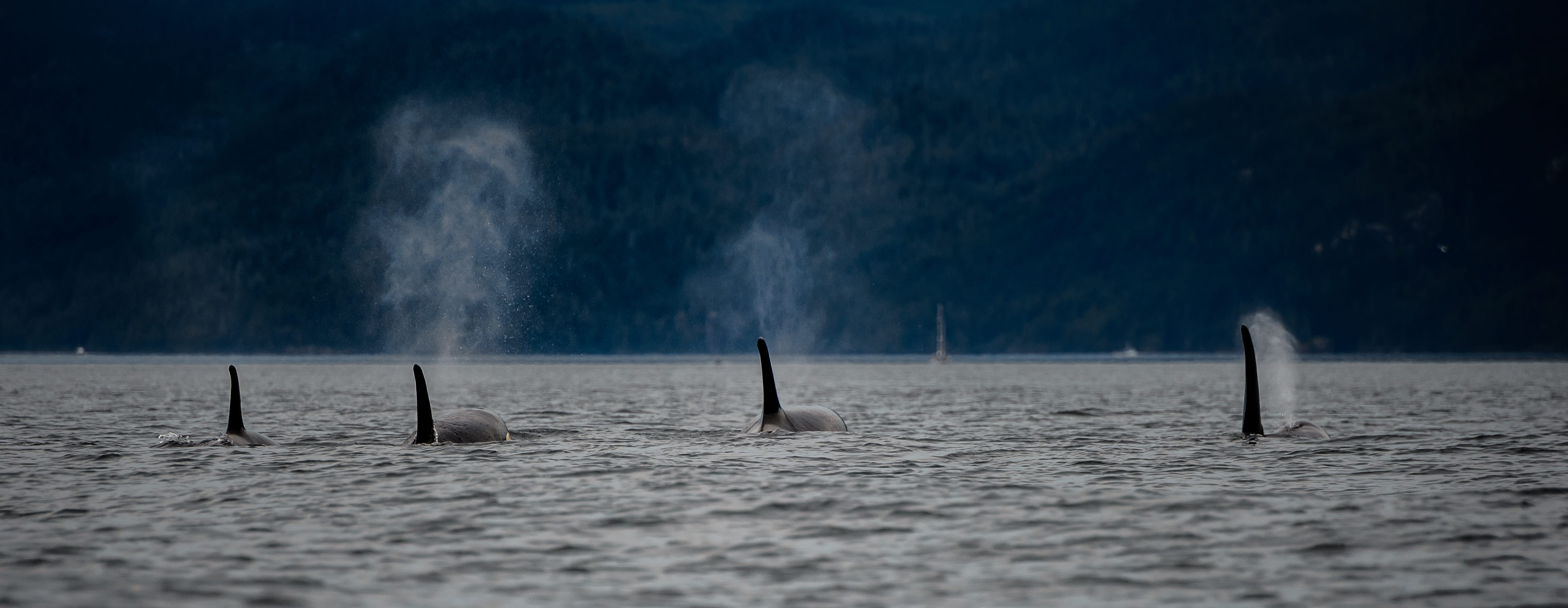 canada, sea, ocean, animal, bird, scenics - nature, landscape, outdoors, orca, cloud - sky, beauty in nature, water, vertebrate, animal wildlife, swim, HD Wallpaper