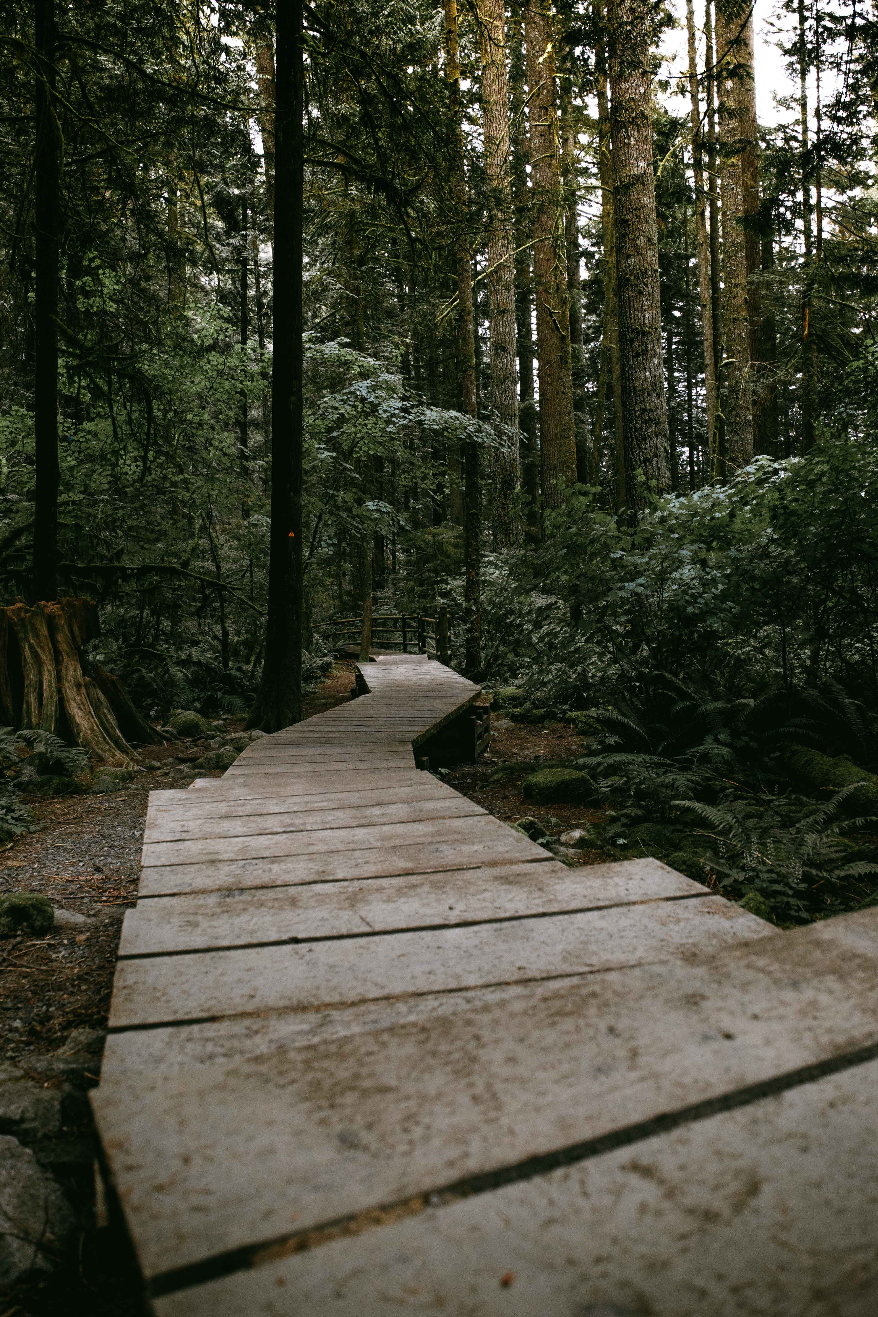 tranquil scene, tree, trail, direction, forest, wood, land, diminishing perspective, hike, british columbium, forest path, gray, trees, wood - material, Phone HD Wallpaper
