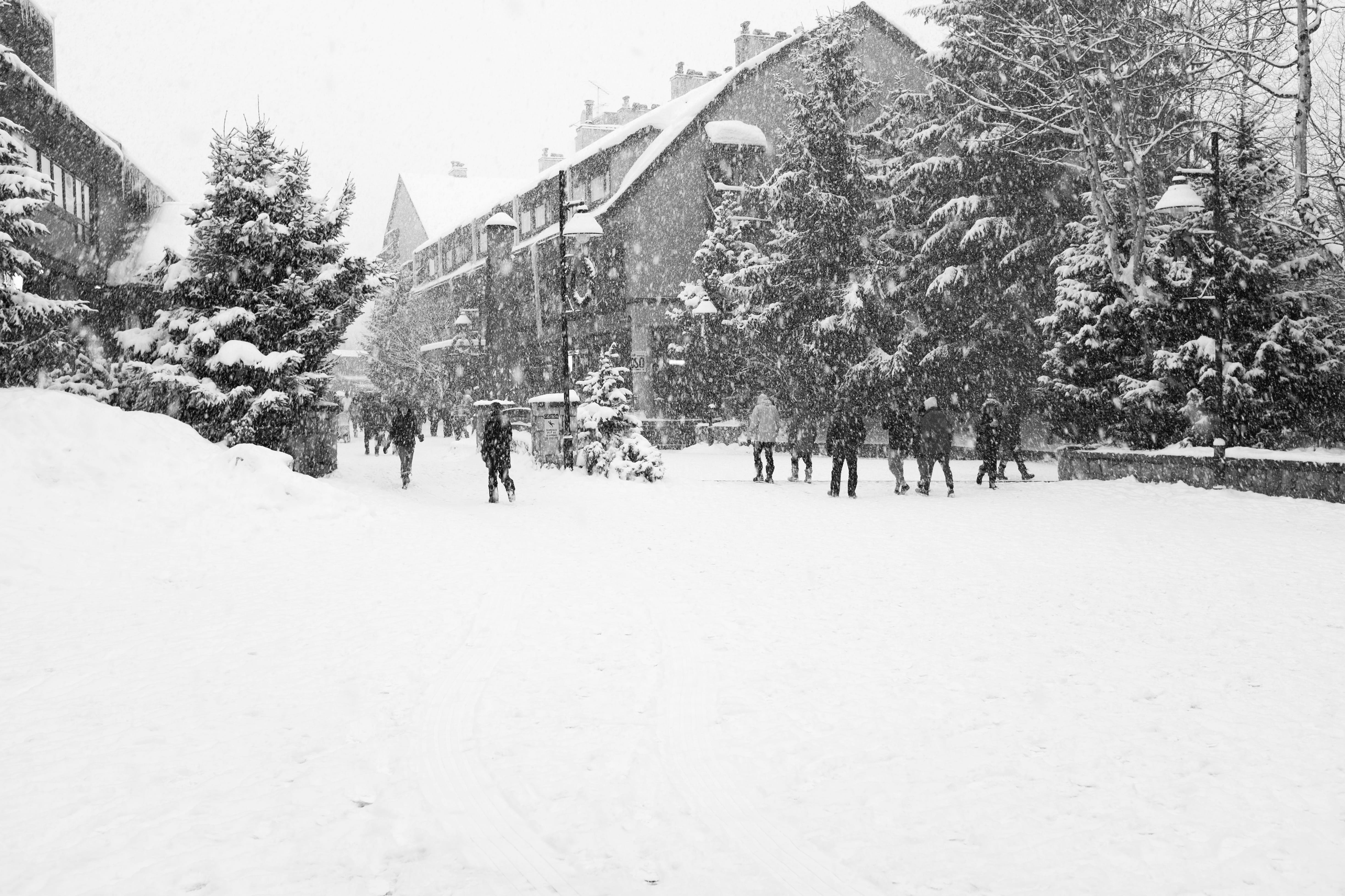 group of people, plant, snowing, house, snow, growth, bw, person, winter, wonderland, nature, white color, canada, architecture, village, land, tree, real people, HD Wallpaper
