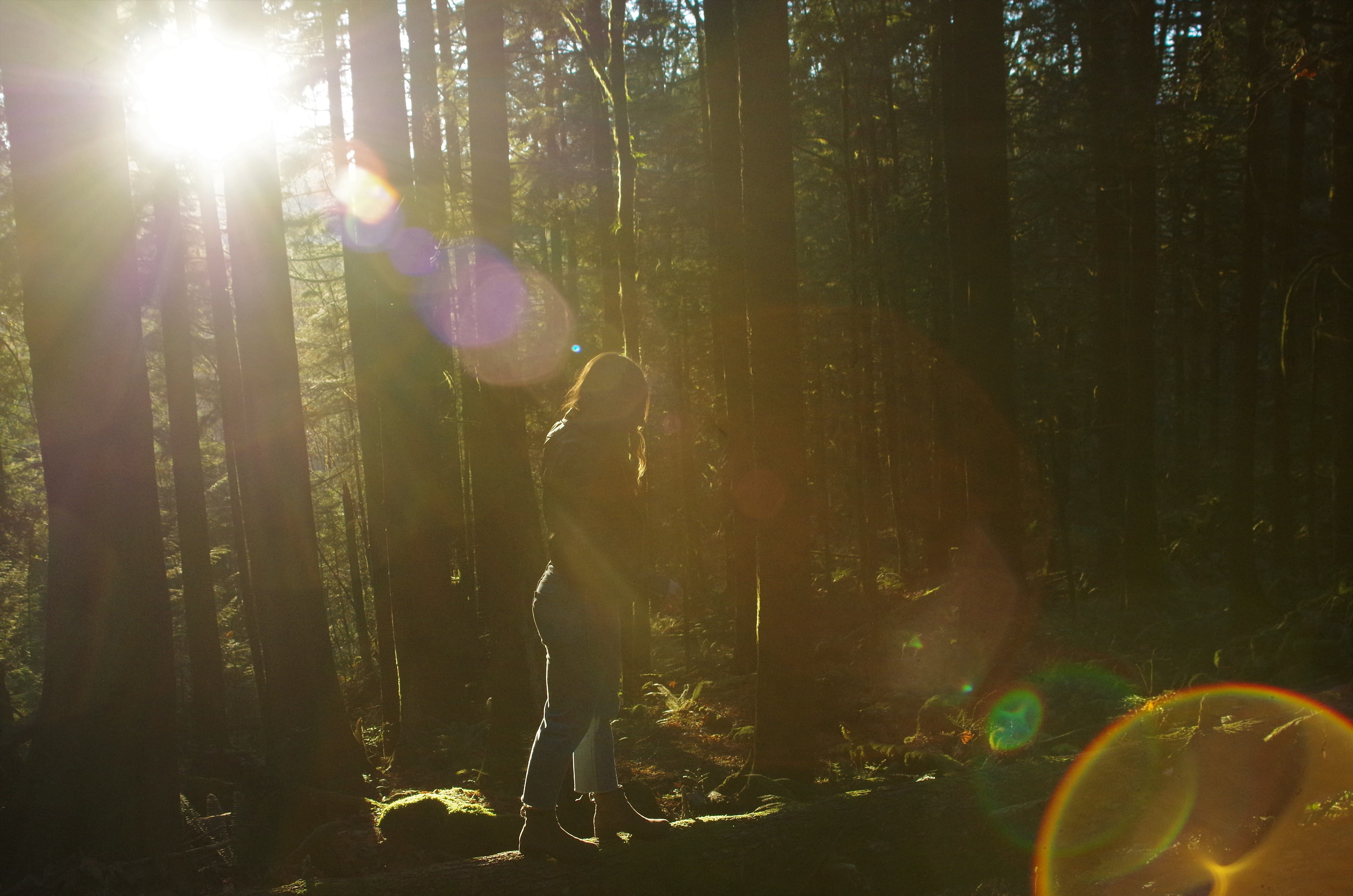 trunk, land, green, sunlight, day, trees, back lit, beauty in nature, nature, warm, standing, woodland, british columbium, tree trunk, silhouette, lifestyles, HD Wallpaper