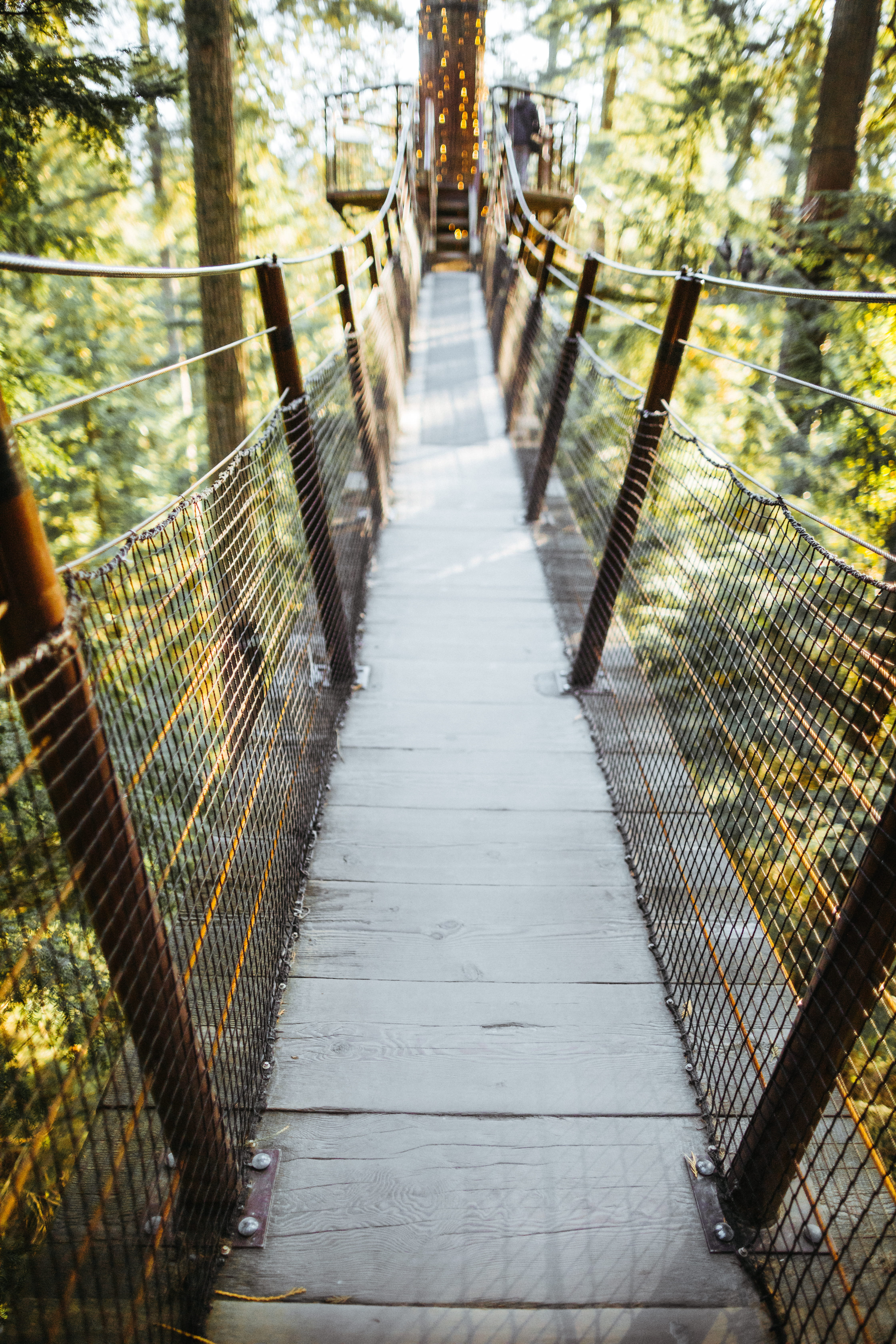 footbridge, capilano bridge park, day, empty, direction, architecture, built structure, tree, footpath, bridge - man made structure, long, forest, plant, Phone HD Wallpaper
