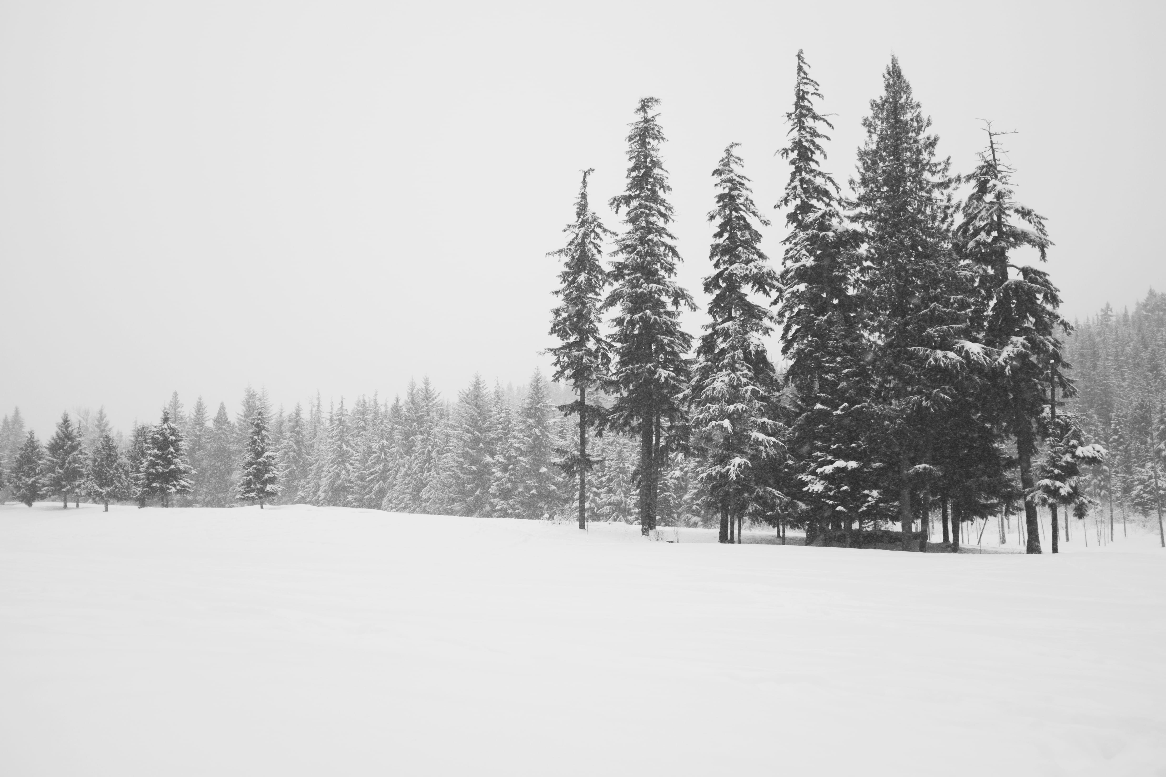 whistler, winter, british columbium, black and white, plant, tree, bc, bw, ca, nature, tranquility, field, sky, no people, scenics - nature, cold temperature, HD Wallpaper